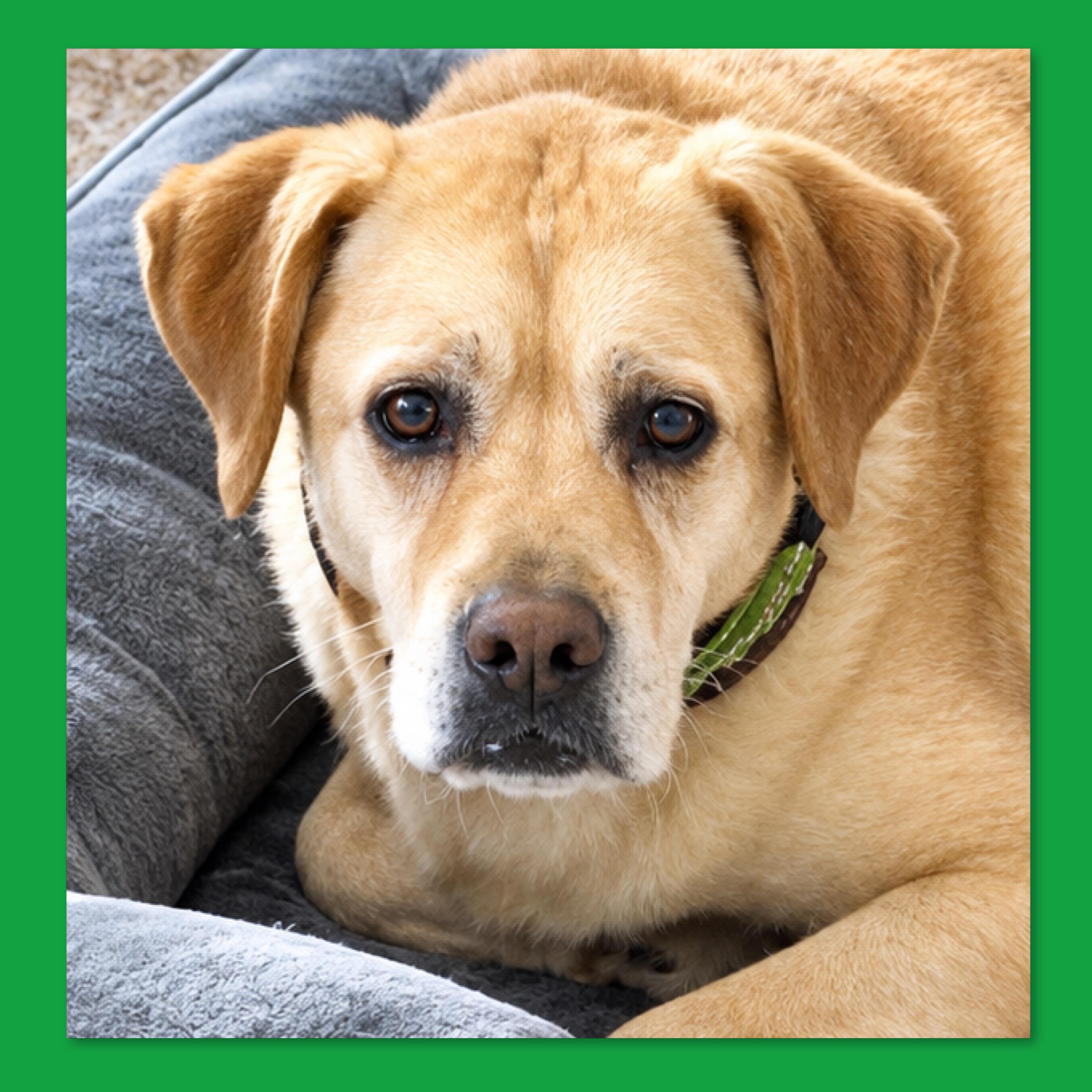 Justice, Adoptable, Adult Male Mixed Breed.