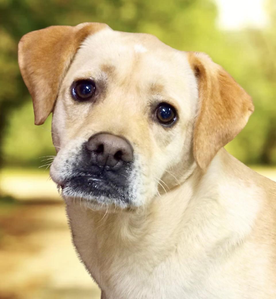 Justice, ADOPTABLE, Adult Male Mixed Breed.