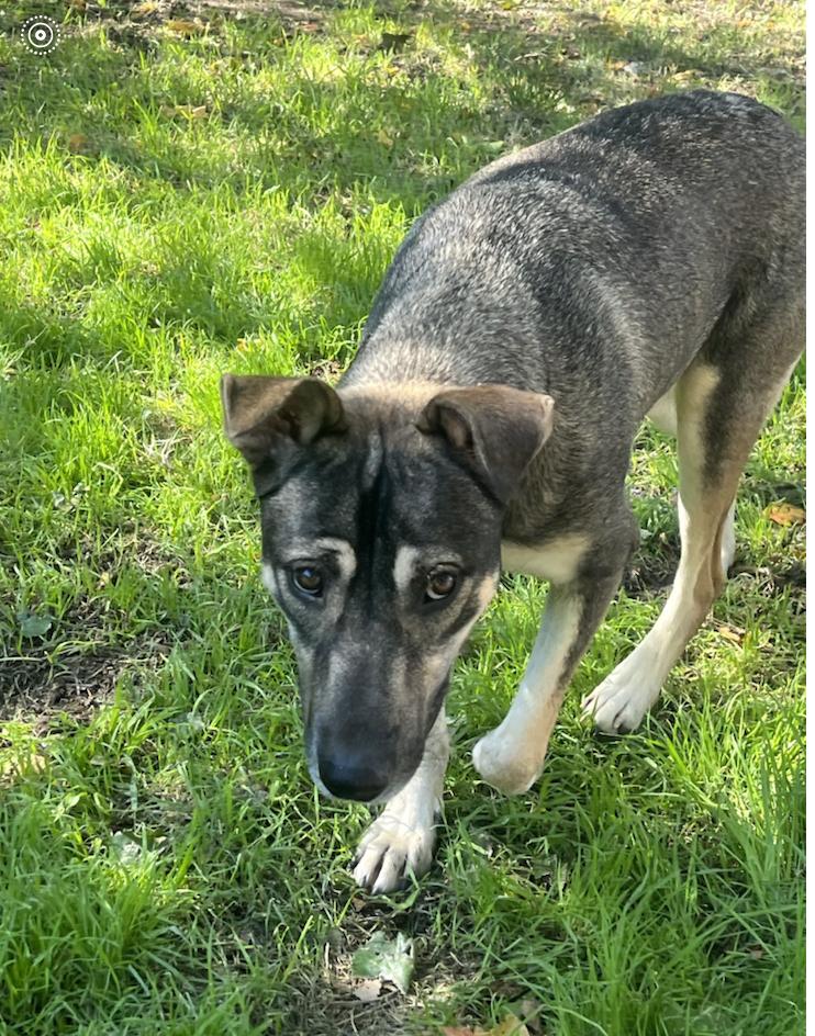 Enlarge Cypress : The Sweet Girl, a Adoptable mixed breed in Houston, TX image 2/6