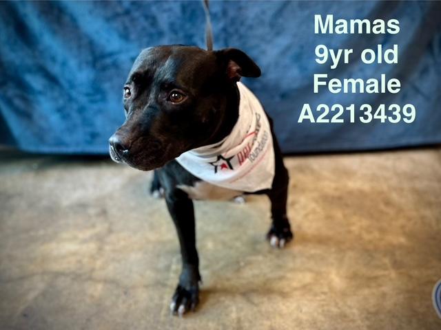 MAMAS, Adoptable, Adult Female Pit Bull Terrier.