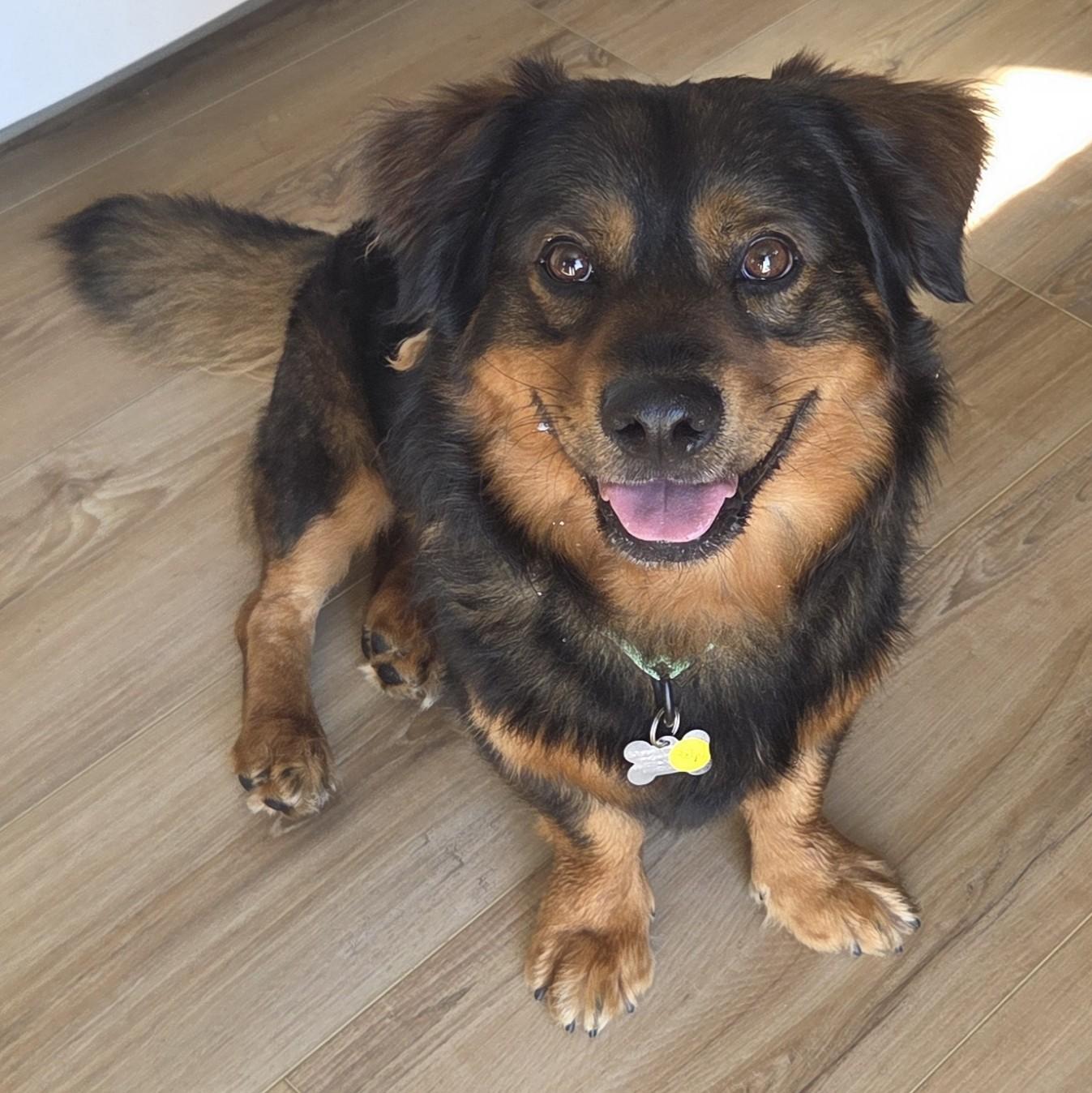 Ralphie, Adoptable, Adult Male Shepherd & Corgi.