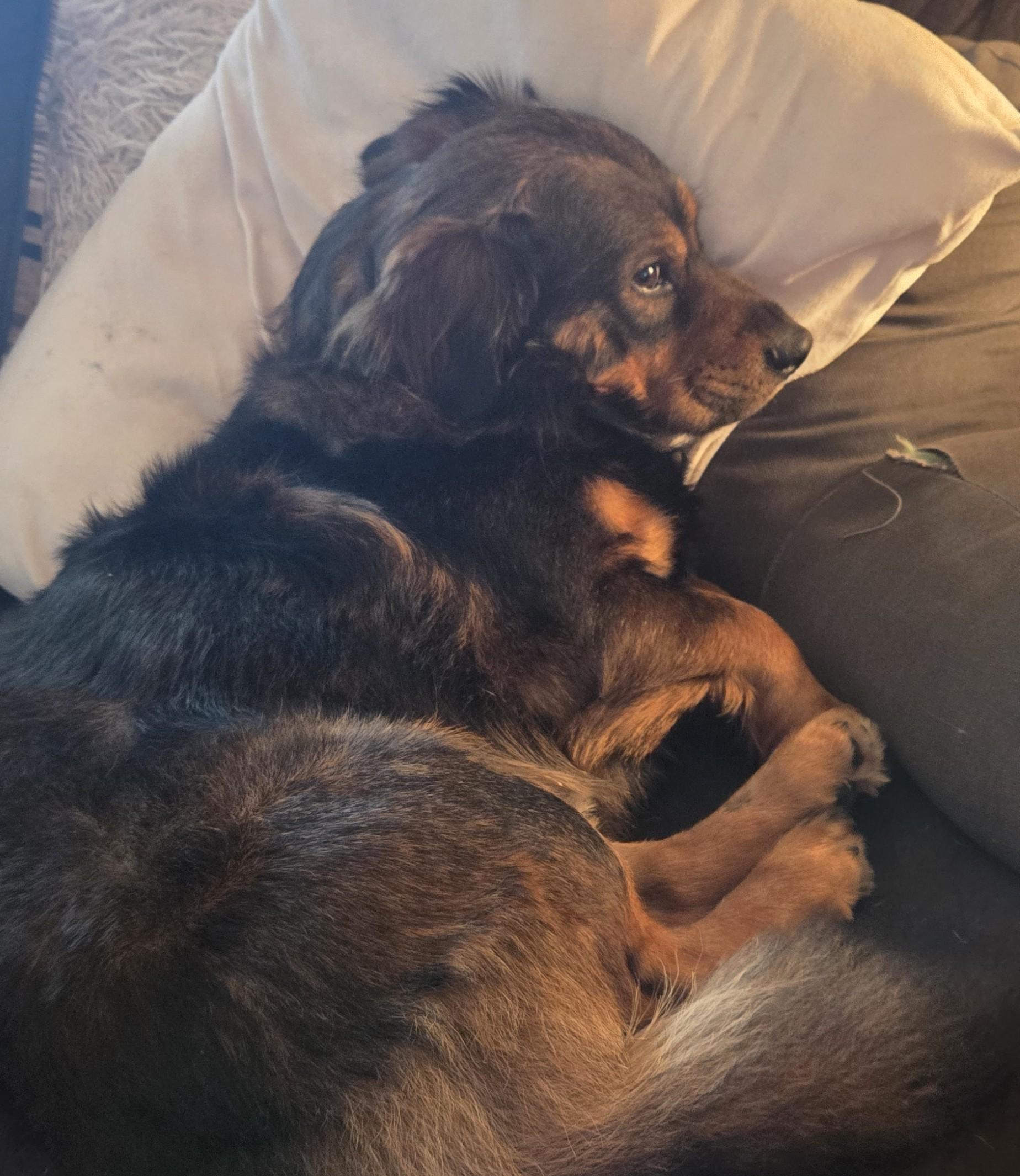 Enlarge Ralphie, a Adoptable mixed breed in Albany, NY image 5/6
