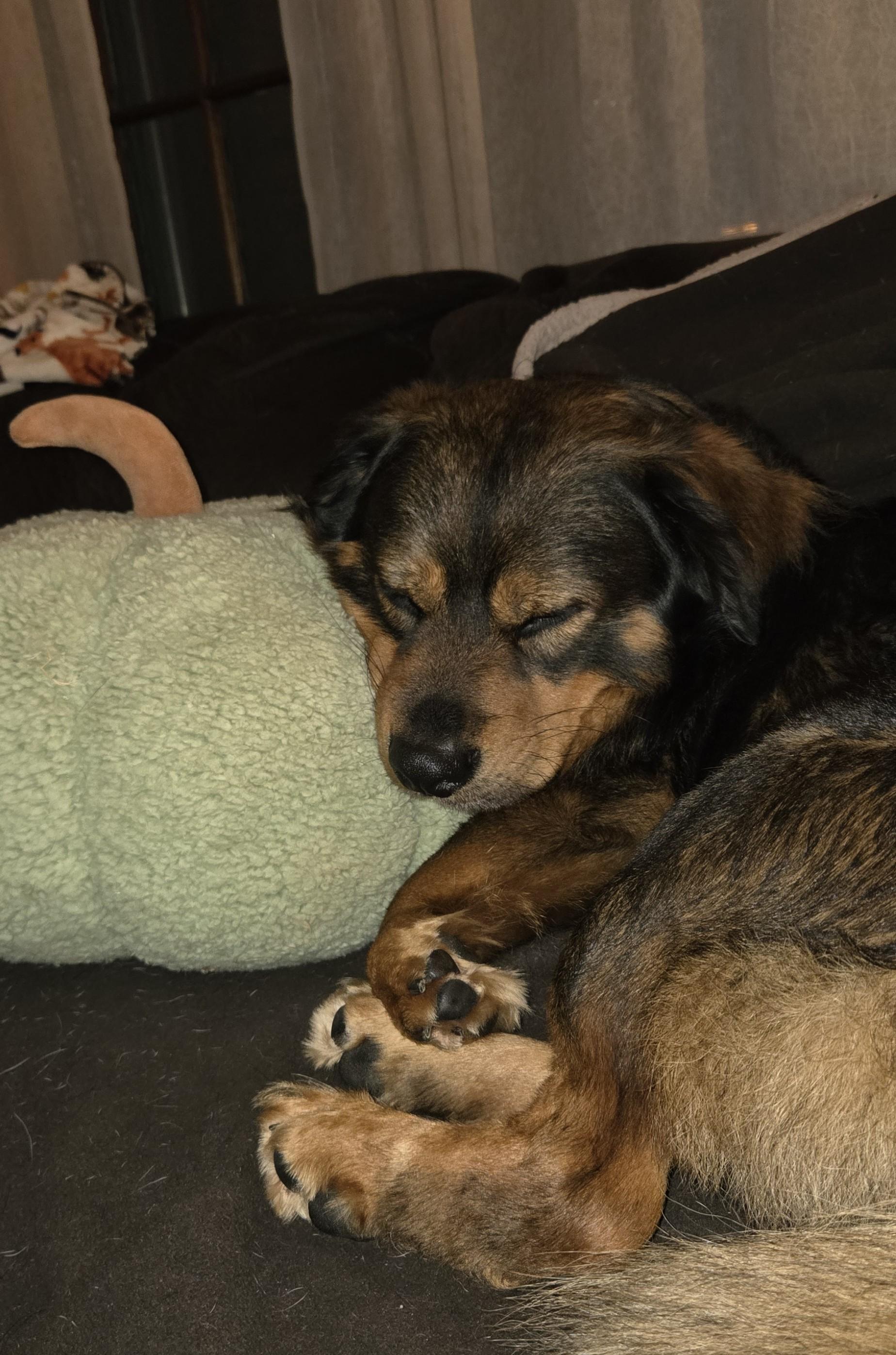 Enlarge Ralphie, a Adoptable mixed breed in Albany, NY image 4/6