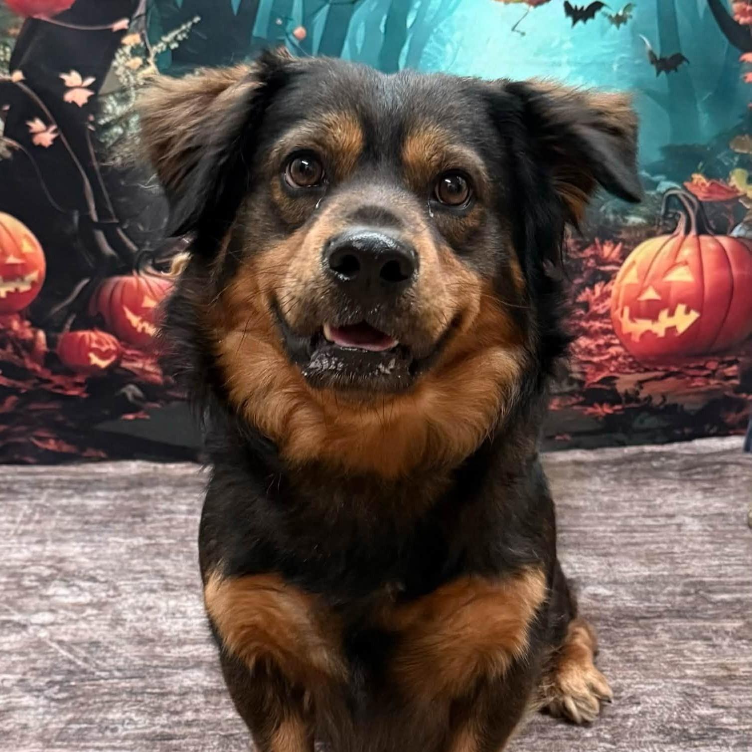 Ralph, Adoptable, Adult Male Shepherd & Corgi.