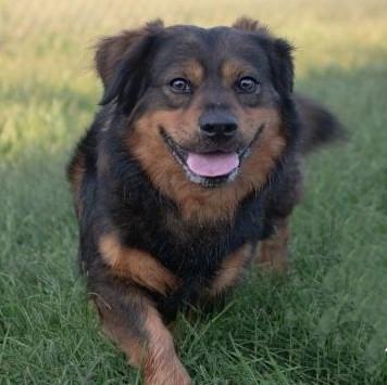 Enlarge Ralph, a Adoptable mixed breed in Albany, NY image 3/4