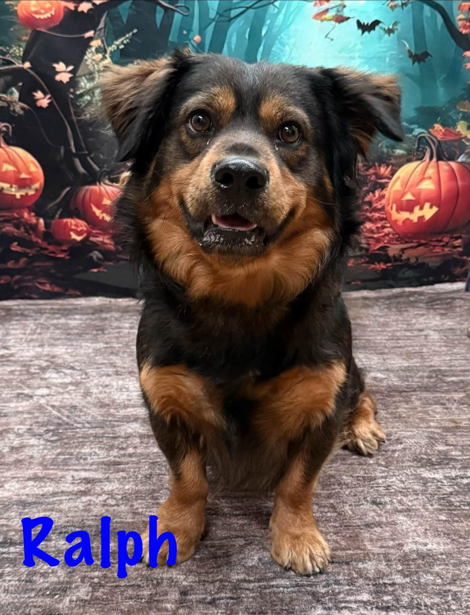 Enlarge Ralph, a Adoptable mixed breed in Albany, NY image 2/4