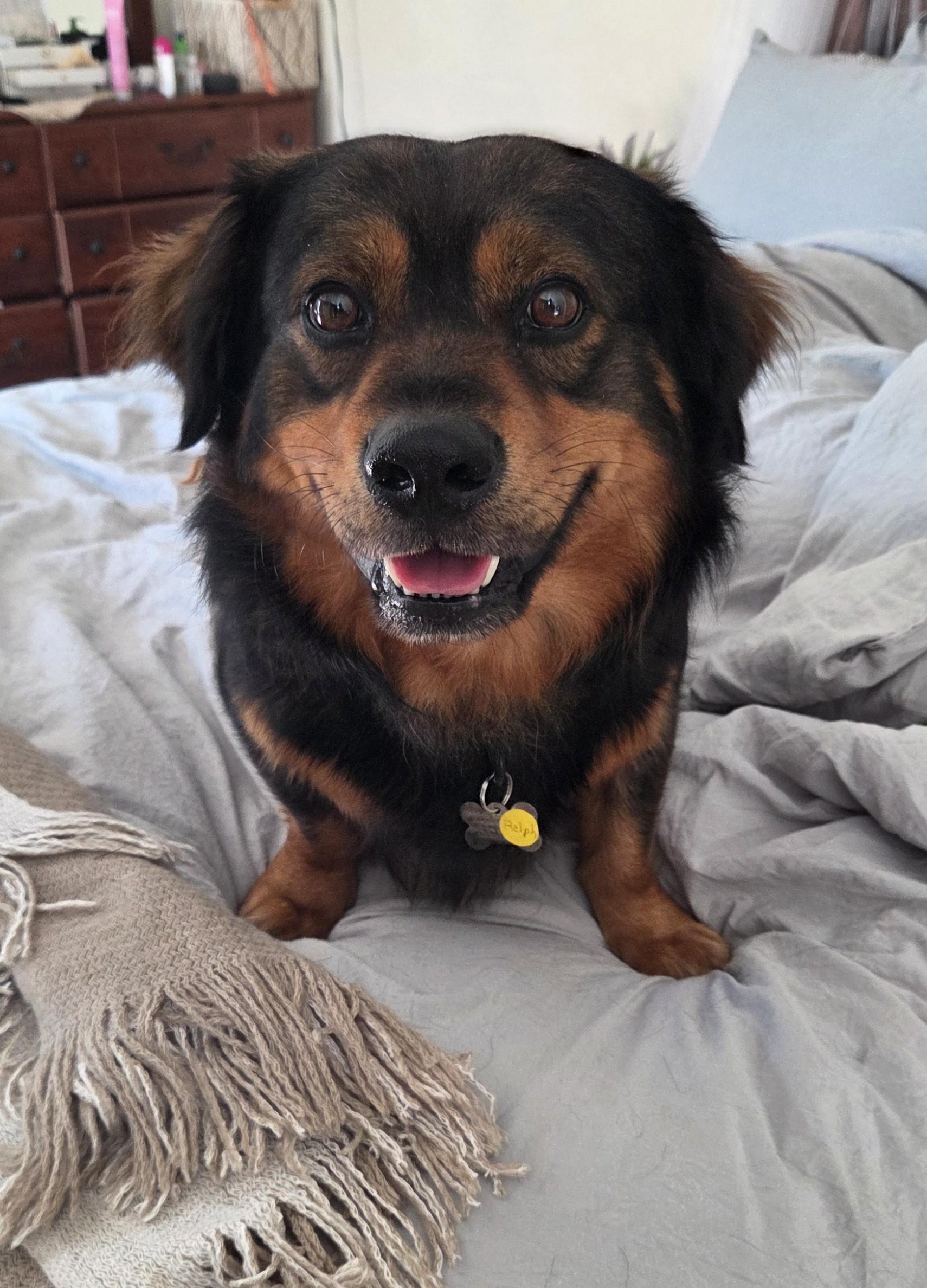 Enlarge Ralphie, a Adoptable mixed breed in Albany, NY image 3/6