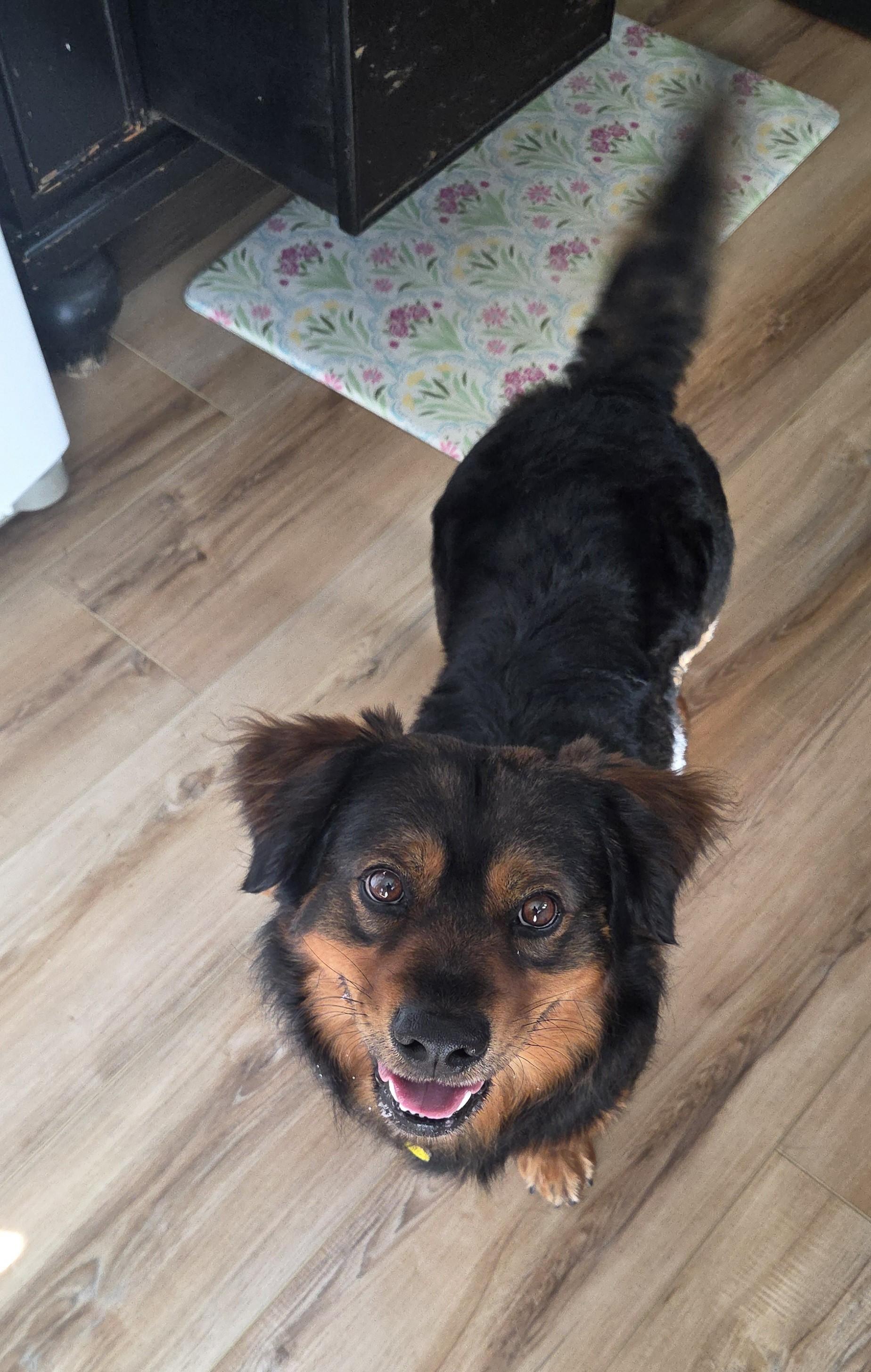 Enlarge Ralphie, a Adoptable mixed breed in Albany, NY image 2/6