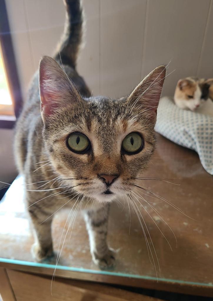 Enlarge Ravioli, a Adoptable mixed breed in Portland, IN image 3/4