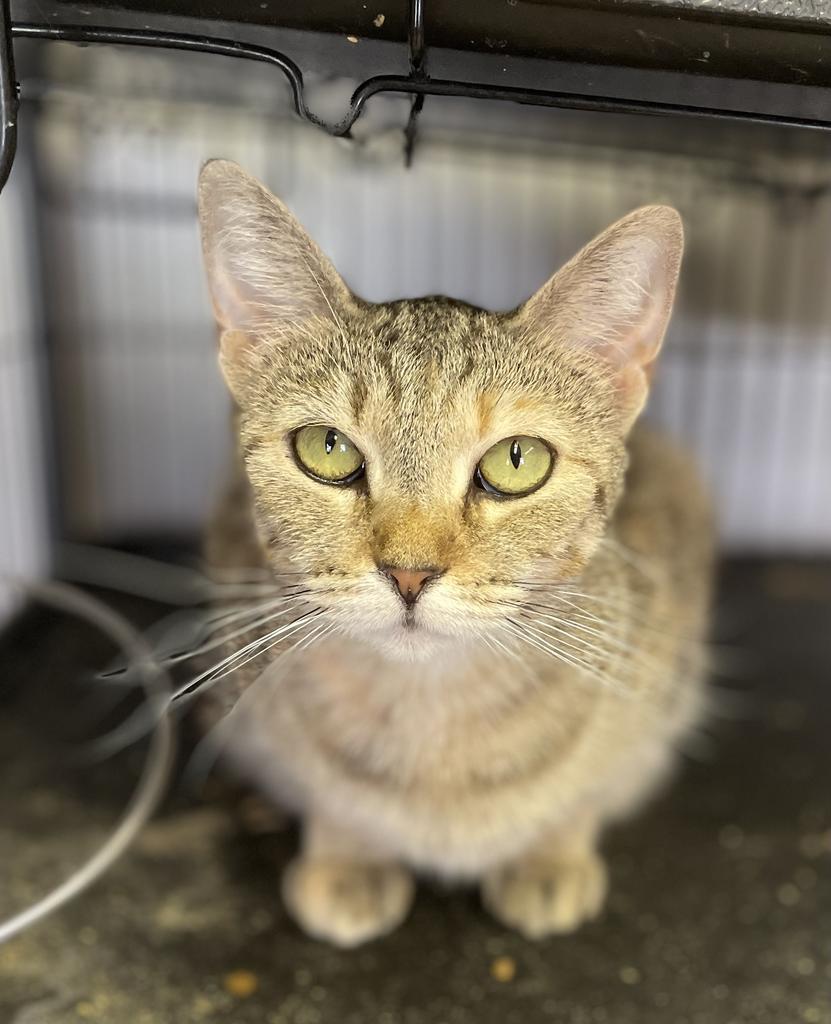 Enlarge Ravioli, a Adoptable mixed breed in Portland, IN image 4/4