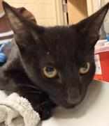 Licorice, Adoptable, Kitten Male Domestic Short Hair.