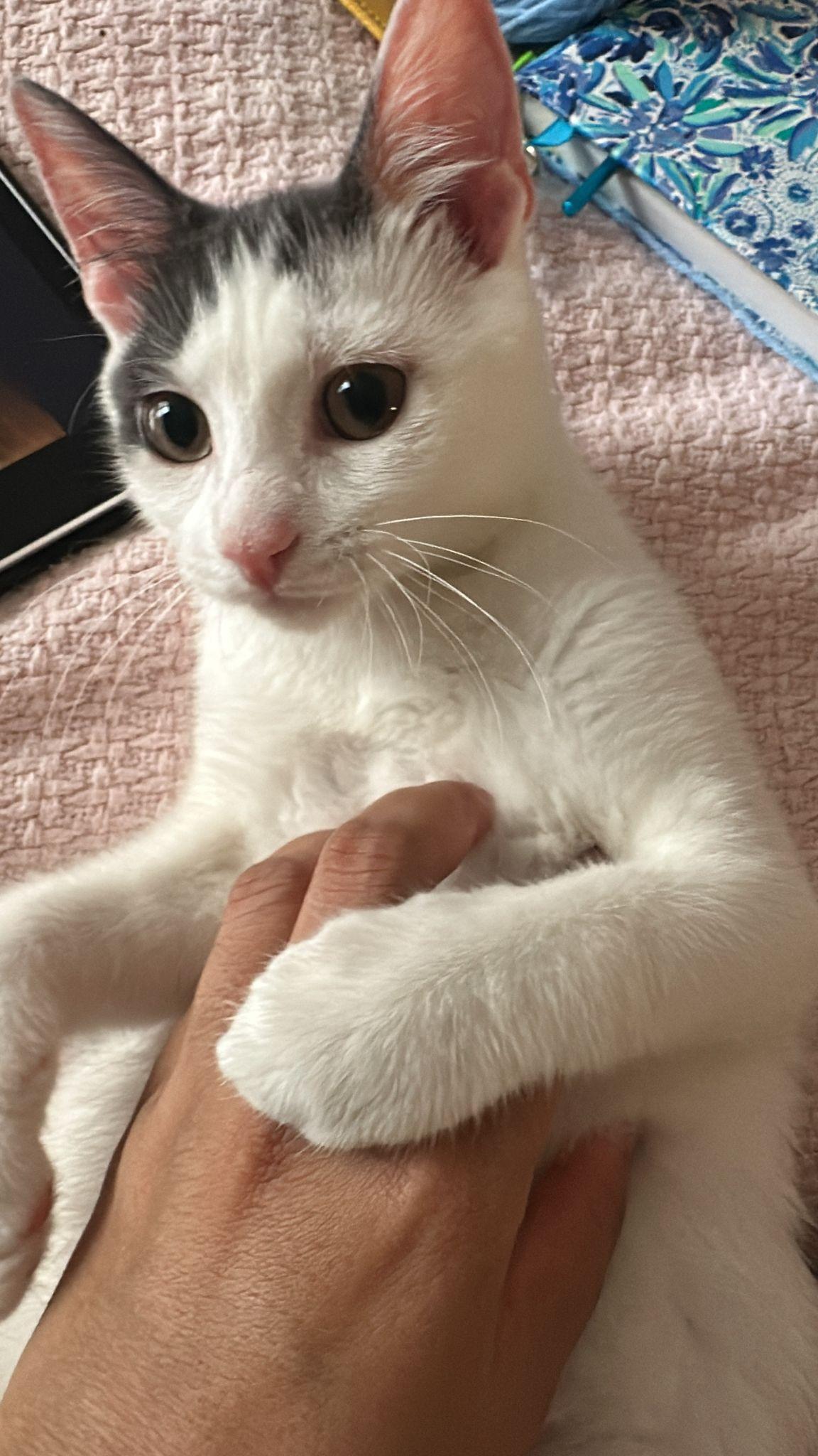 Donut is a big ball of fun he loves chasing other cats and dogs around the house and climbing up