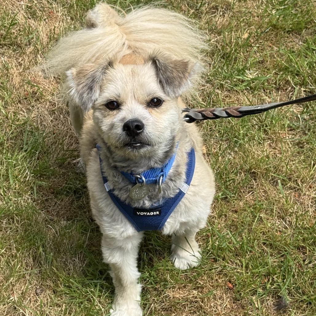 Berry, Adoptable, Adult Male Lhasa Apso & Pomeranian.