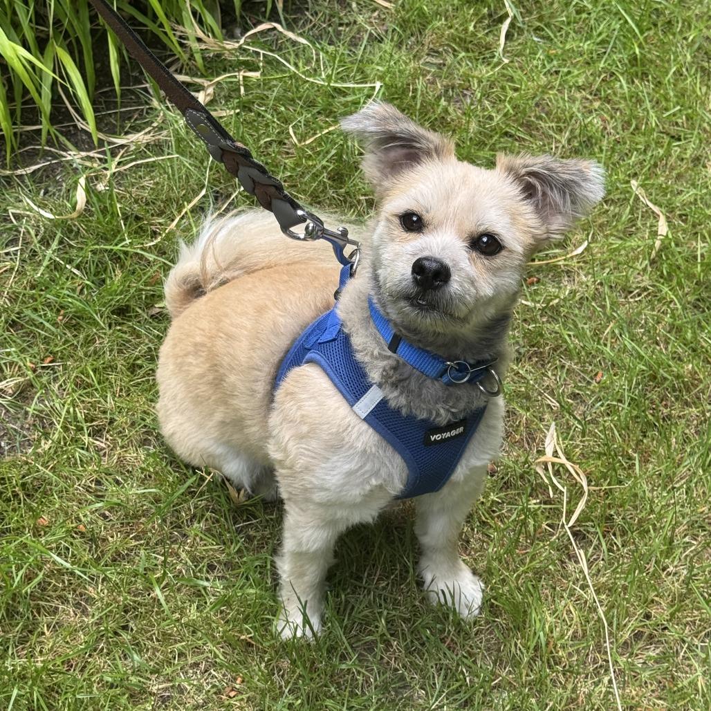 Enlarge Berry, a Adoptable mixed breed in Woodinville, WA image 2/6