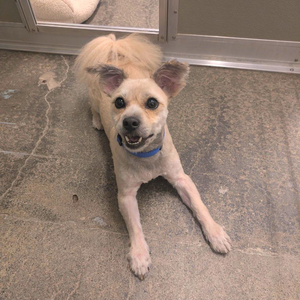 Enlarge Berry, a Adoptable mixed breed in Woodinville, WA image 3/6
