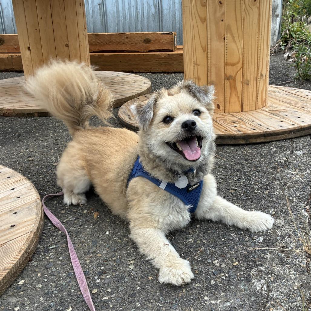 Enlarge Berry, a Adoptable mixed breed in Woodinville, WA image 4/6