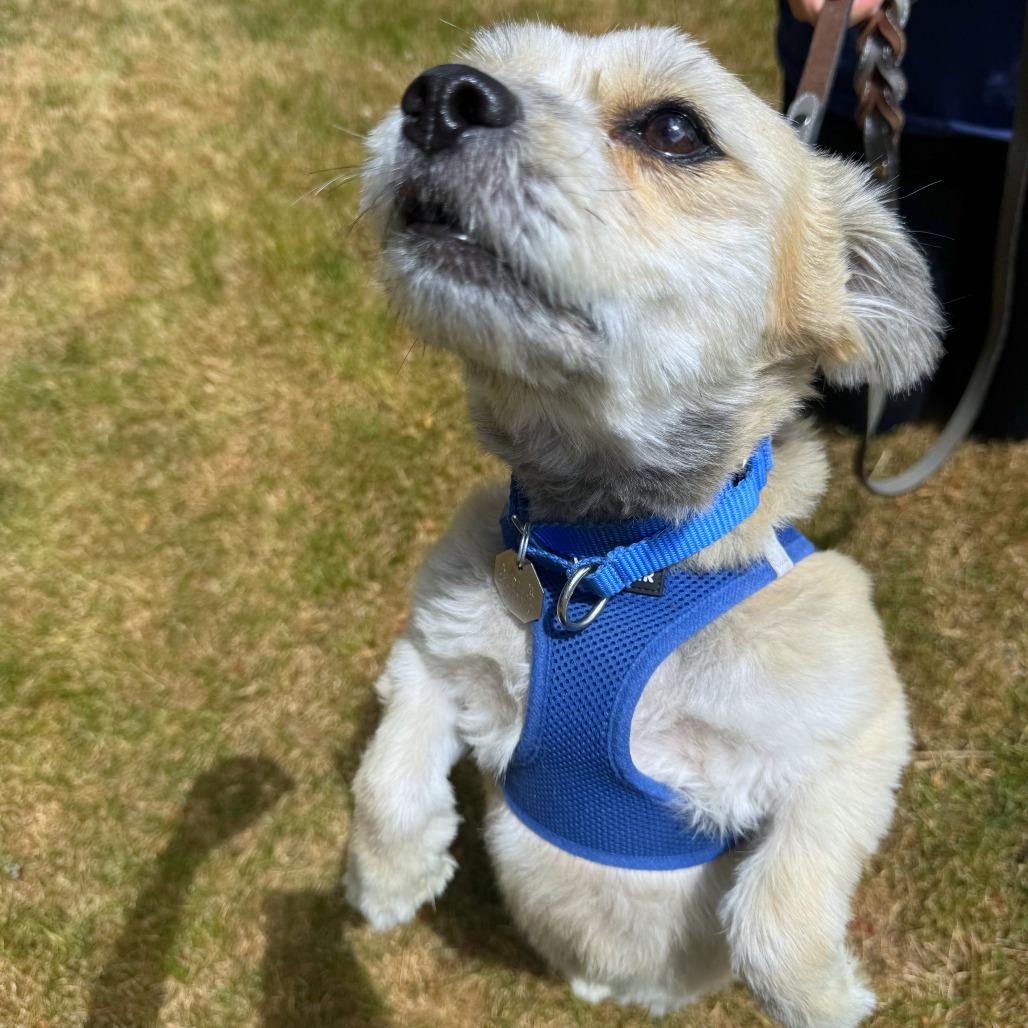 Enlarge Berry, a Adoptable mixed breed in Woodinville, WA image 5/6