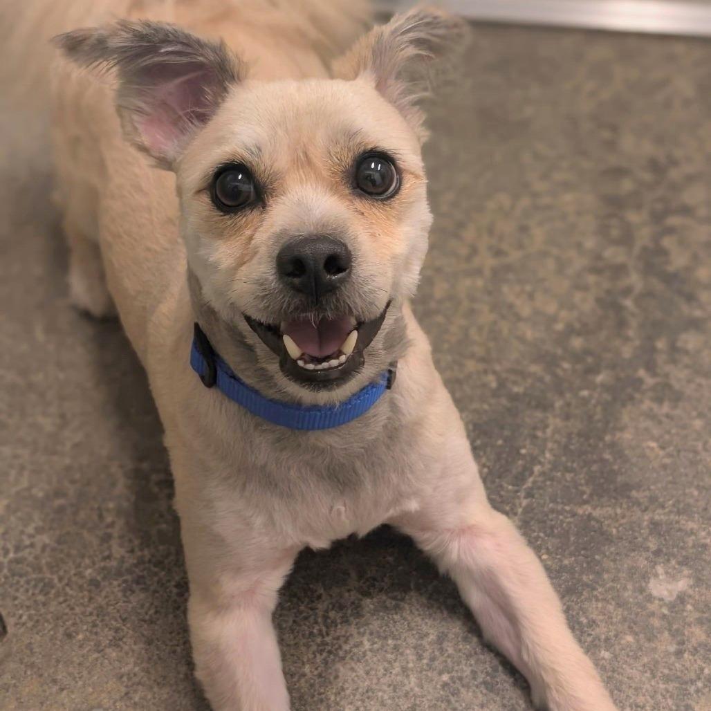 Enlarge Berry, a Adoptable mixed breed in Woodinville, WA image 6/6