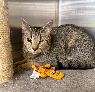 Enlarge Winky, a ADOPTABLE Tabby in Cincinnati, OH image 2/3
