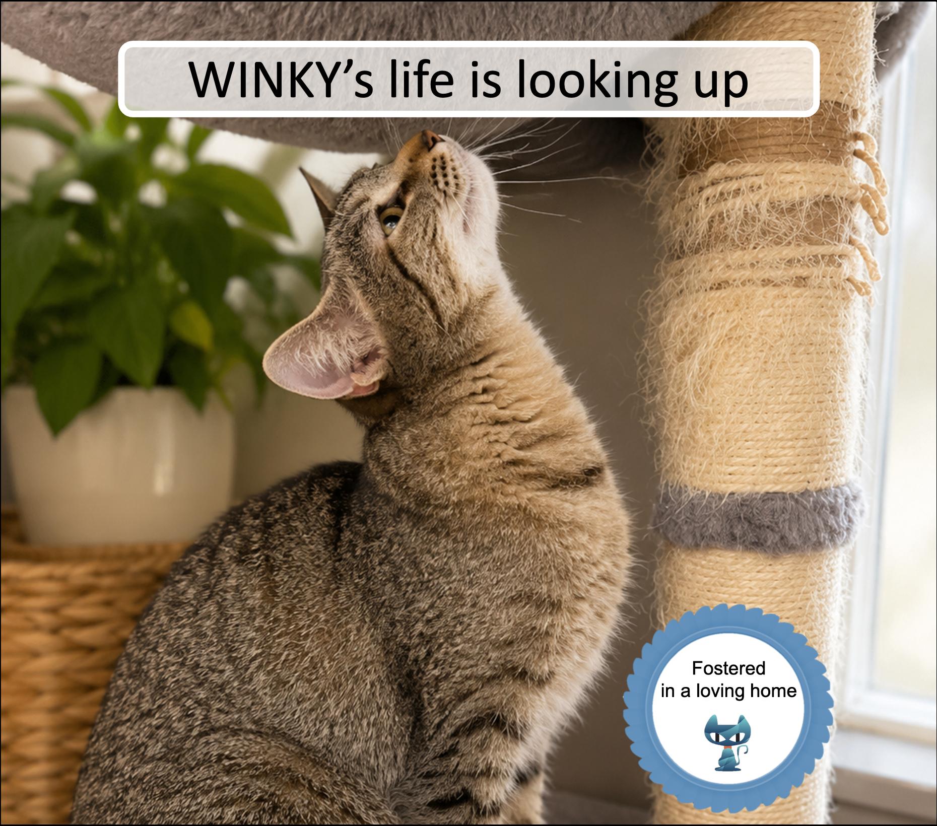 Winky, ADOPTABLE, Young Female Tabby.
