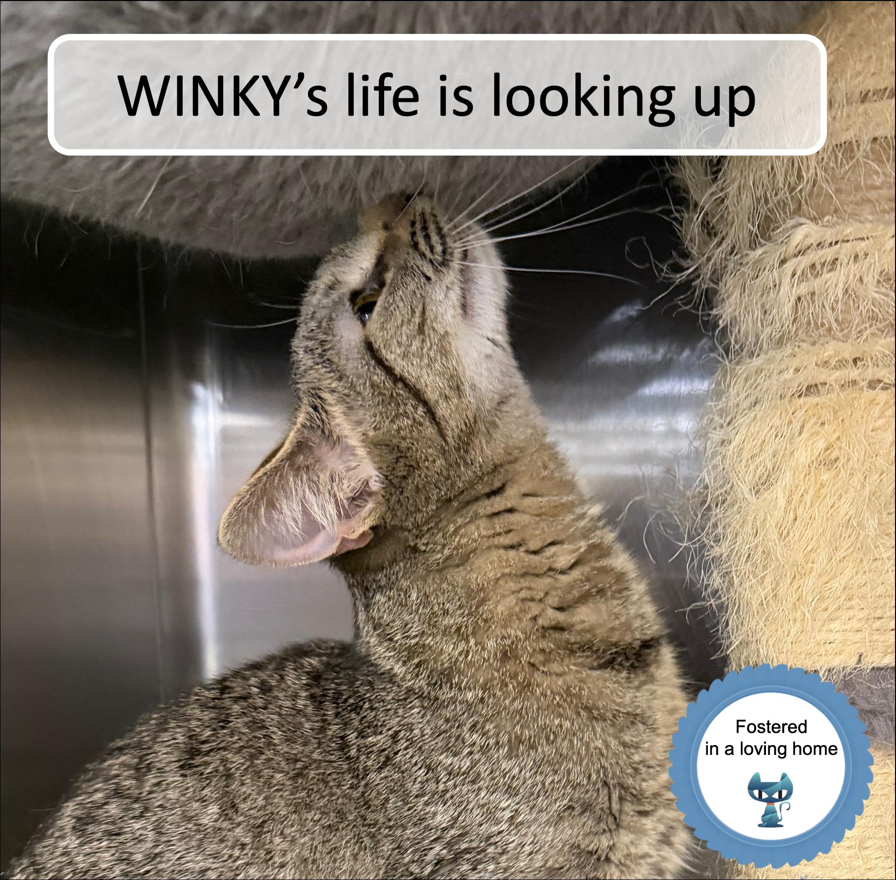 Enlarge Winky, a ADOPTABLE Tabby in Cincinnati, OH image 1/3