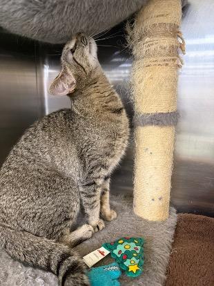 Enlarge Winky, a ADOPTABLE Tabby in Cincinnati, OH image 3/3