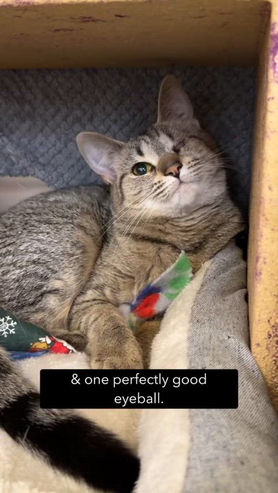Enlarge Winky, a ADOPTABLE Tabby in Cincinnati, OH video 2/4