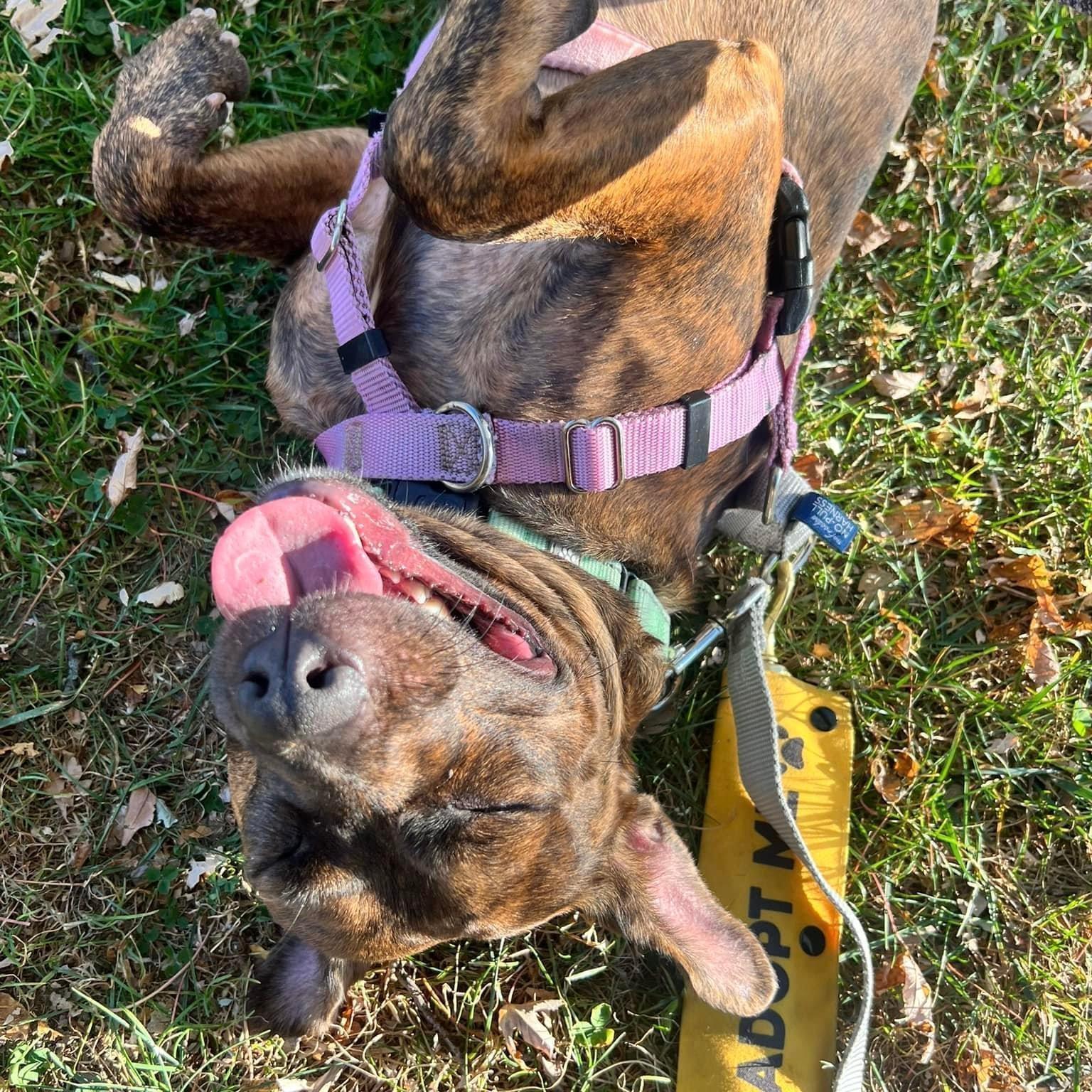 Enlarge Sarita, a ADOPTABLE mixed breed in Cleveland, OH image 5/6
