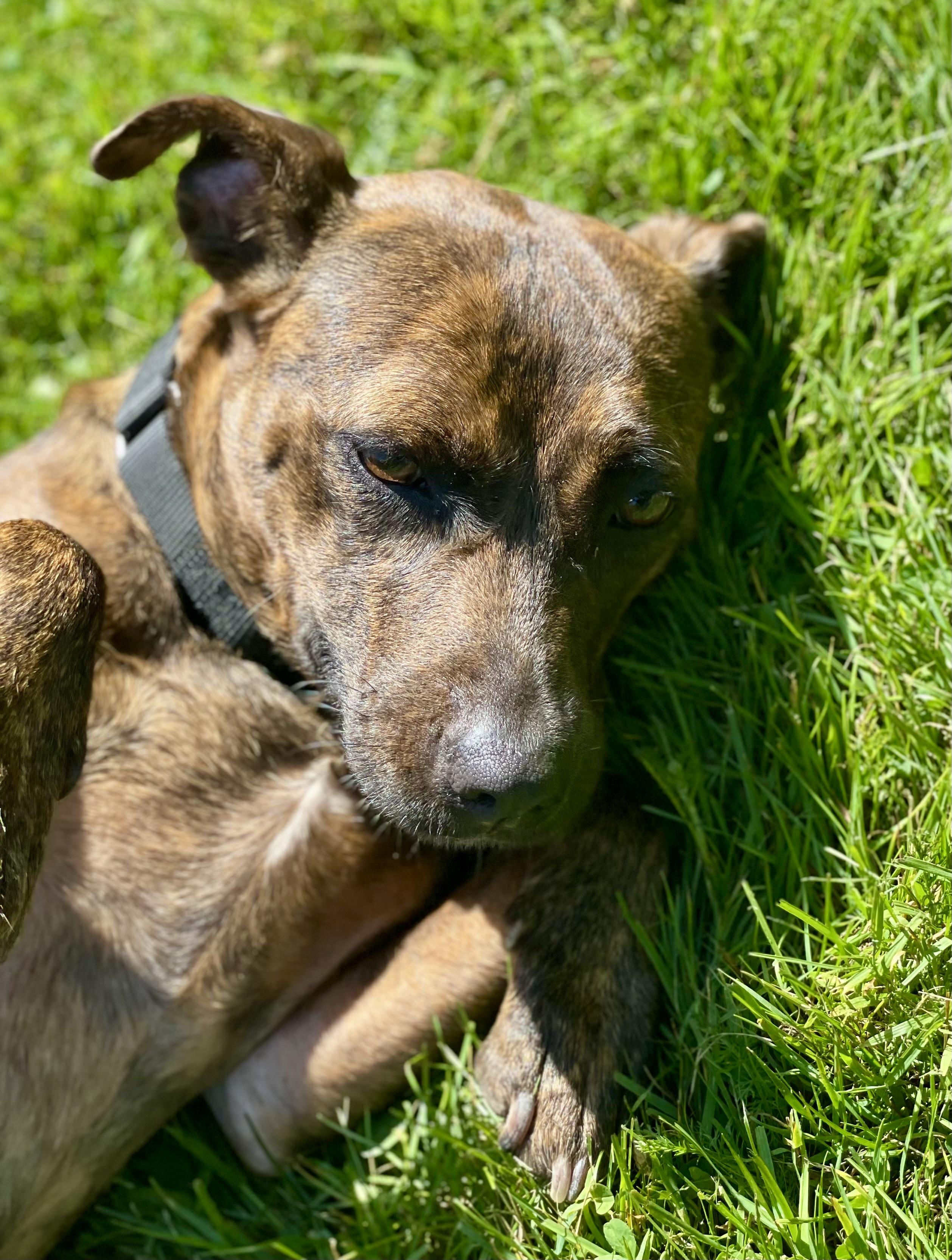 Enlarge Sarita, a ADOPTABLE mixed breed in Cleveland, OH image 6/6