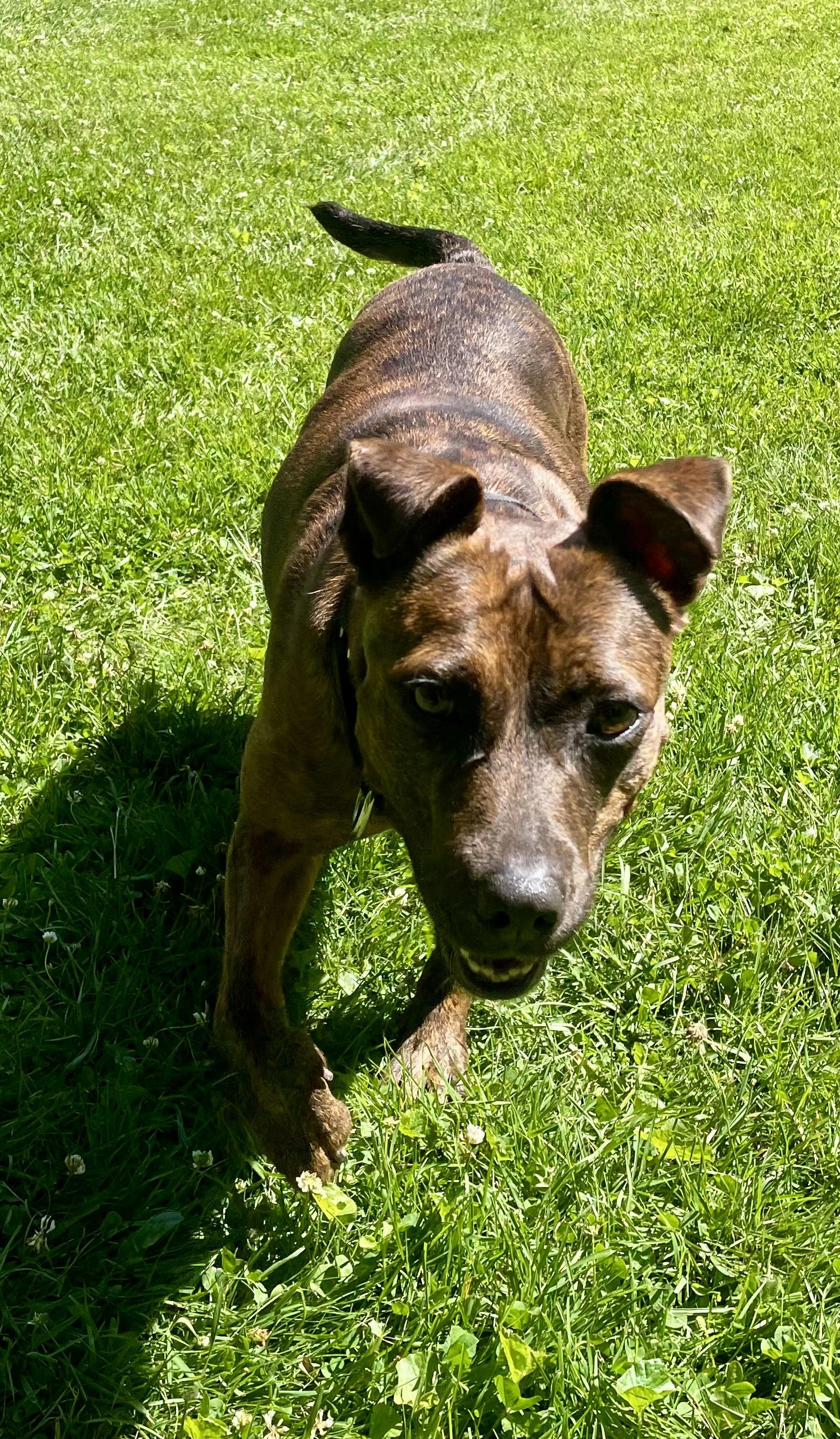 Enlarge Sarita, a ADOPTABLE mixed breed in Cleveland, OH image 5/6