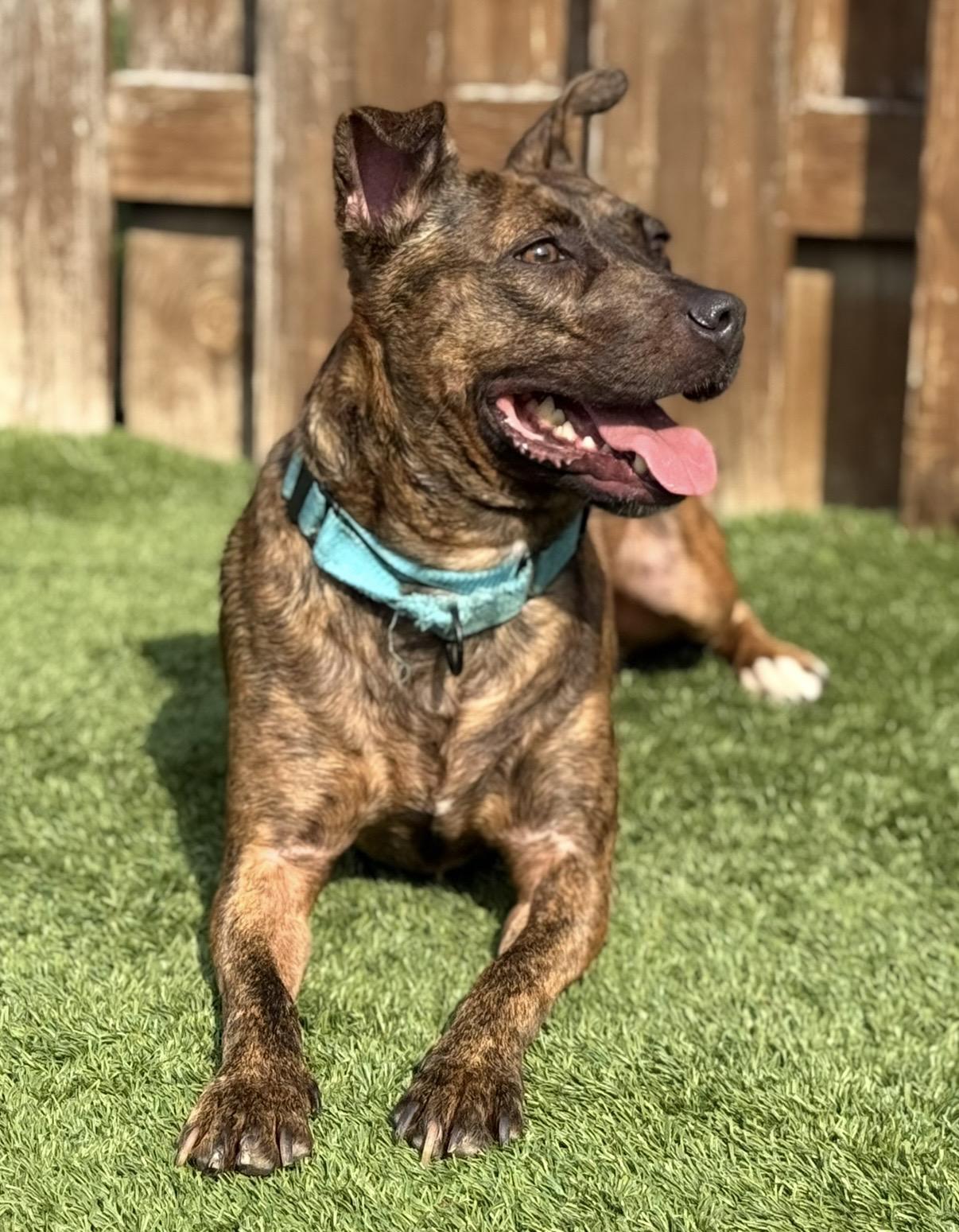 Enlarge Sarita, a ADOPTABLE mixed breed in Cleveland, OH image 3/6