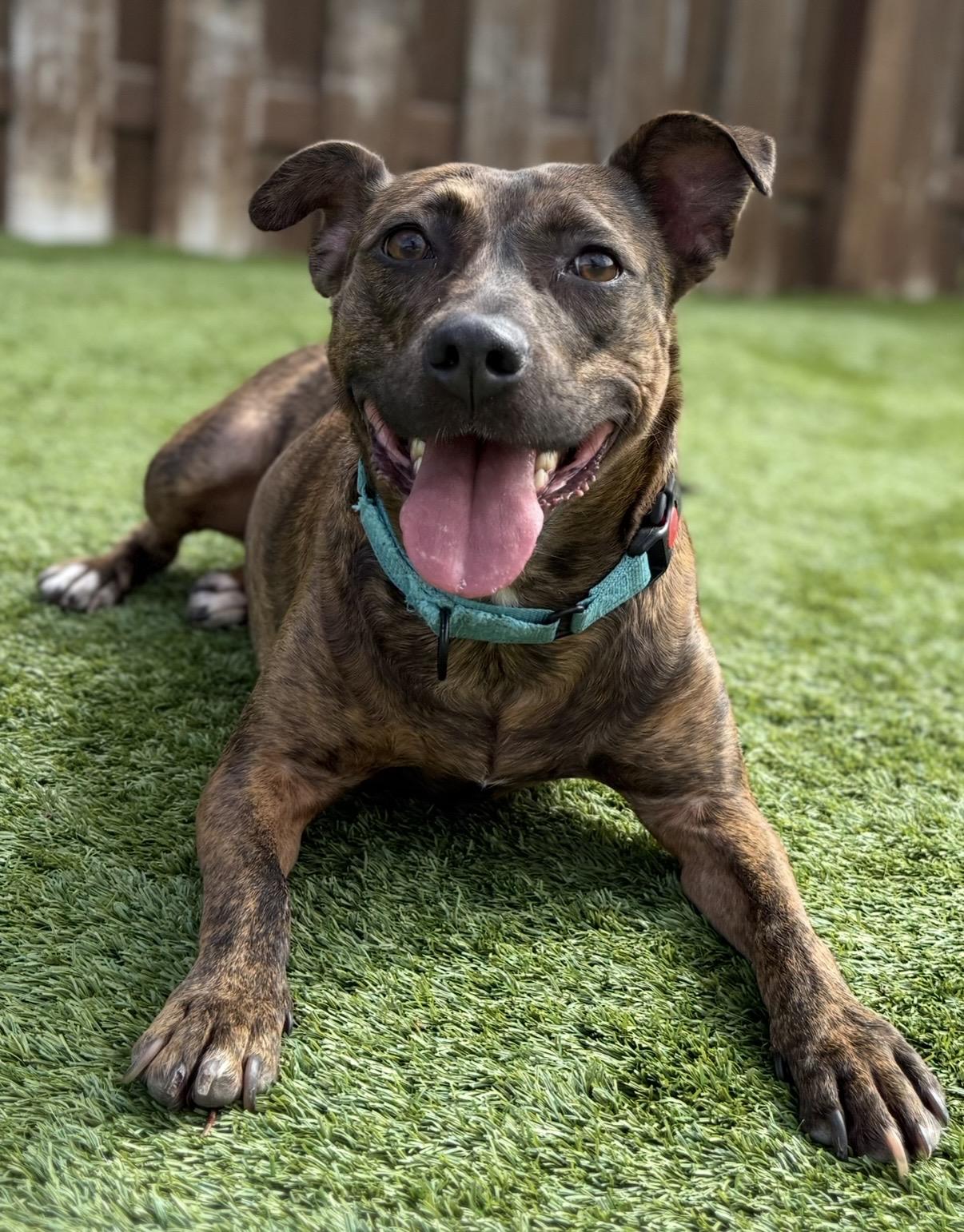 Sarita, ADOPTABLE, Young Female Pit Bull Terrier & Beagle.