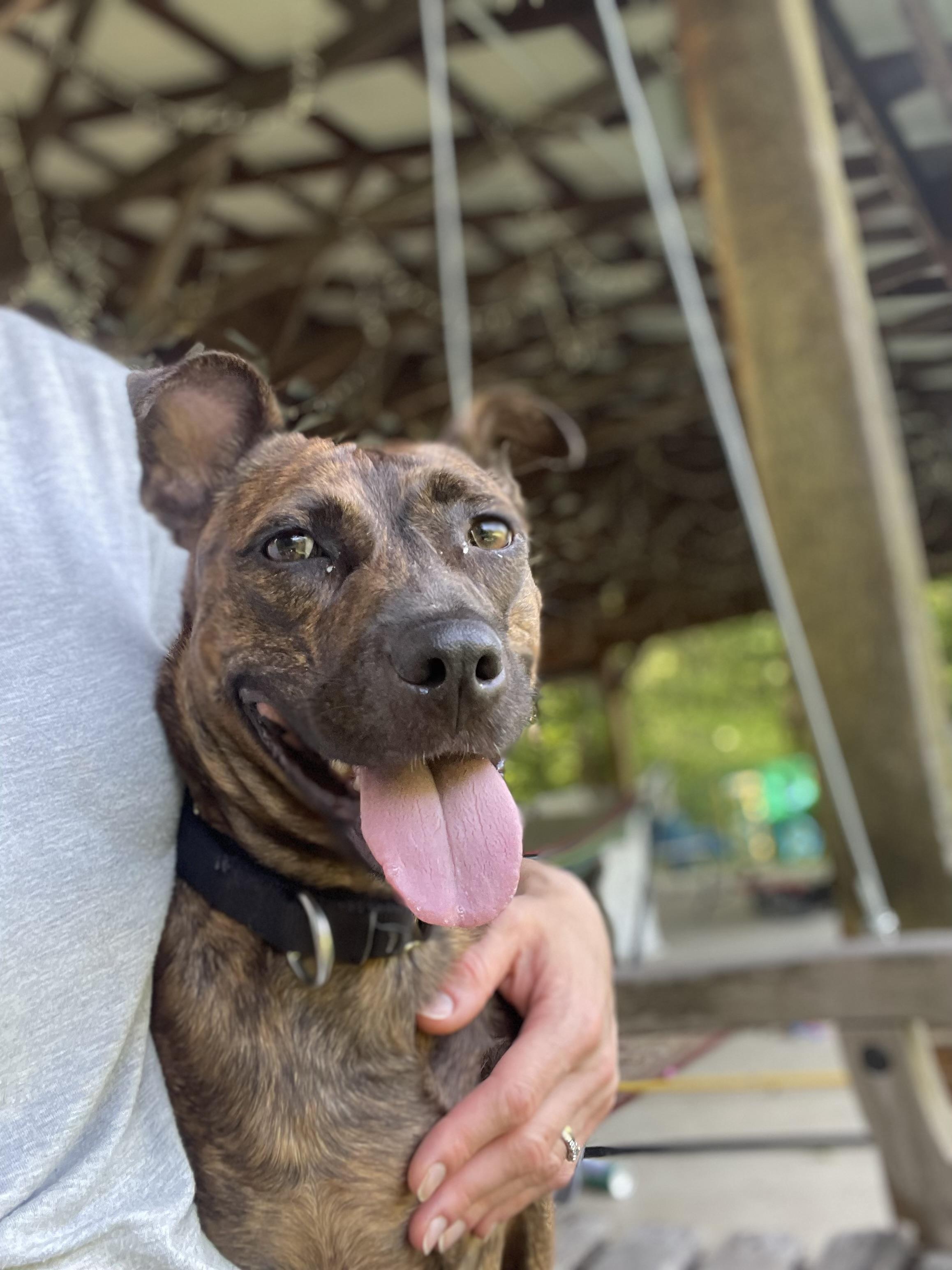 Sarita, a ADOPTABLE mixed breed in Cleveland, OH image 6/6