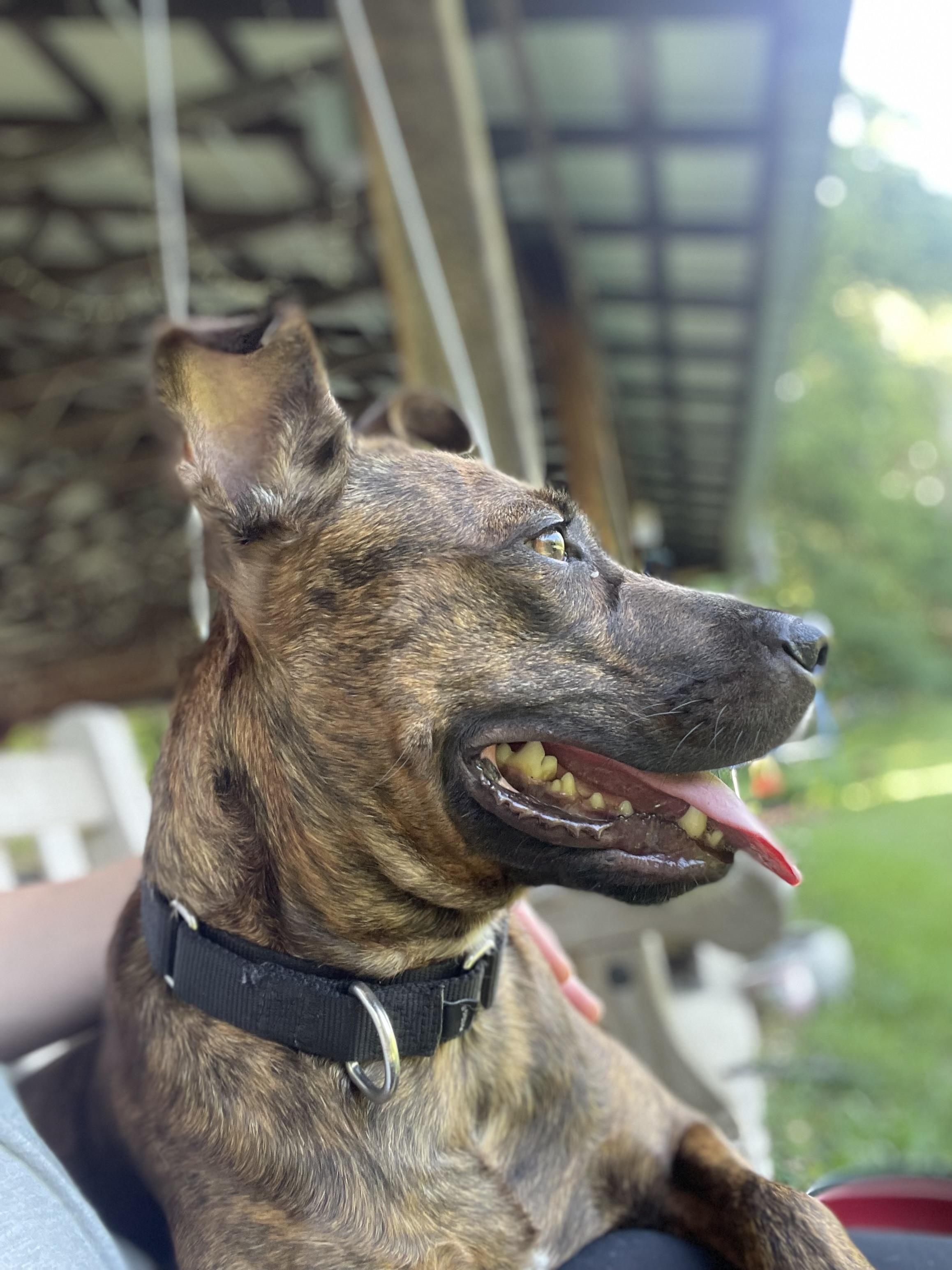 Sarita, a ADOPTABLE mixed breed in Cleveland, OH image 5/6