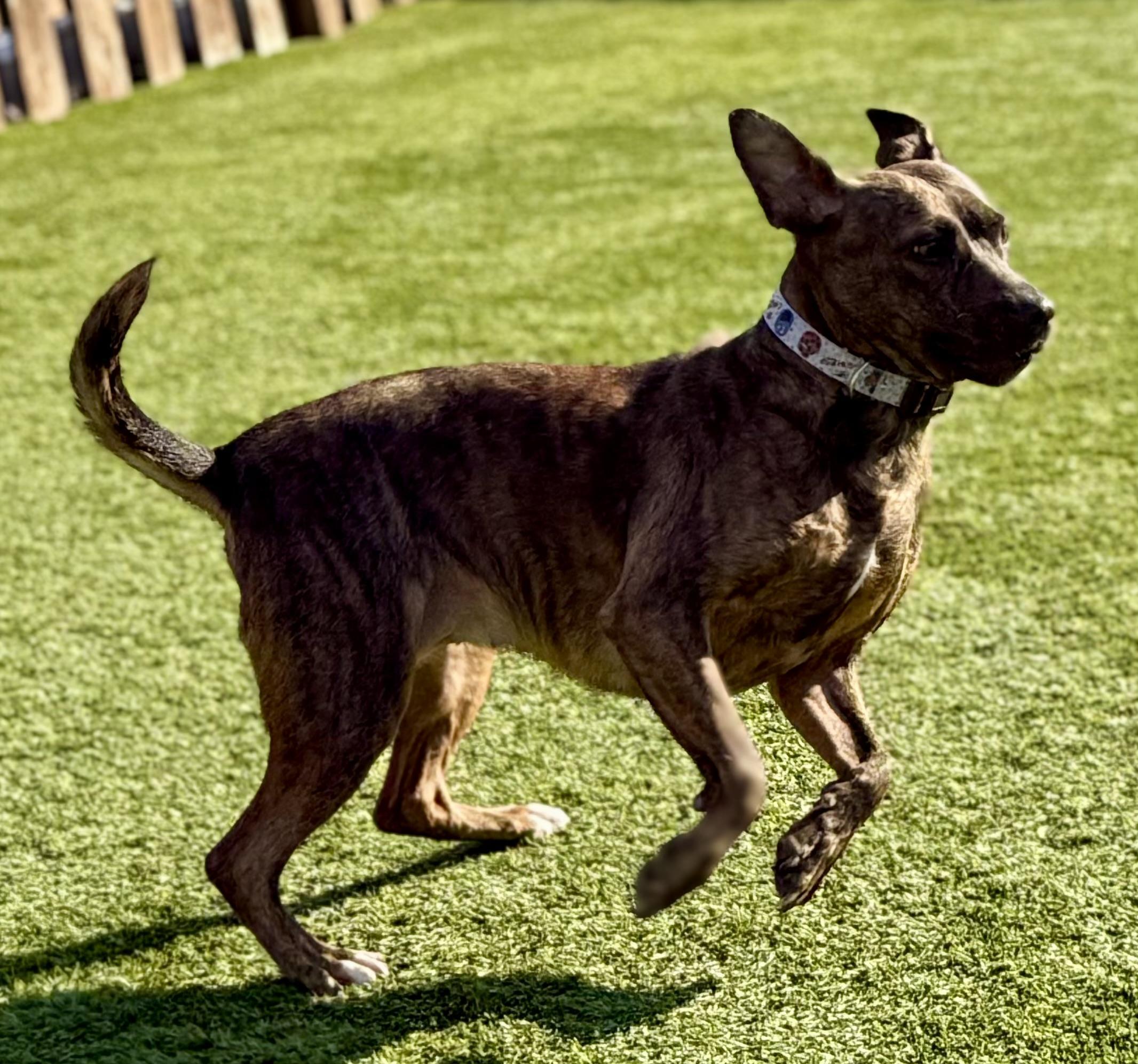 Enlarge Sarita, a ADOPTABLE mixed breed in Cleveland, OH image 4/6