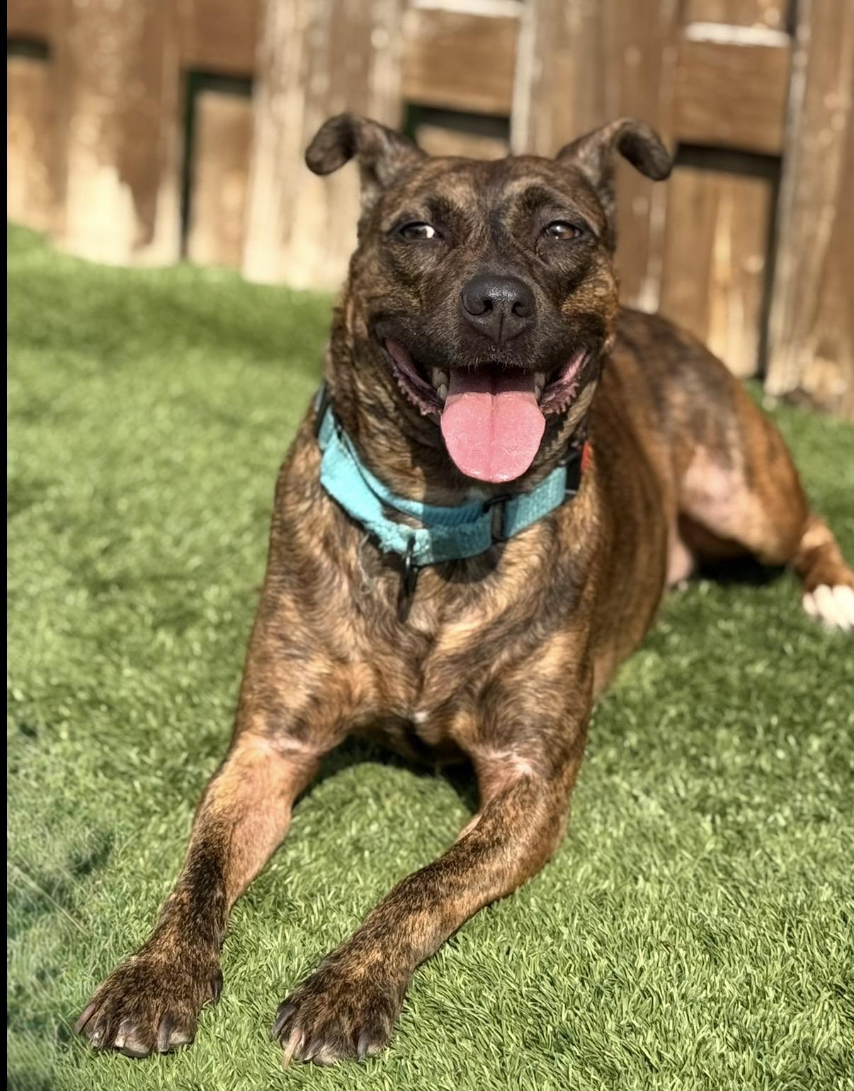 Enlarge Sarita, a ADOPTABLE mixed breed in Cleveland, OH image 2/6