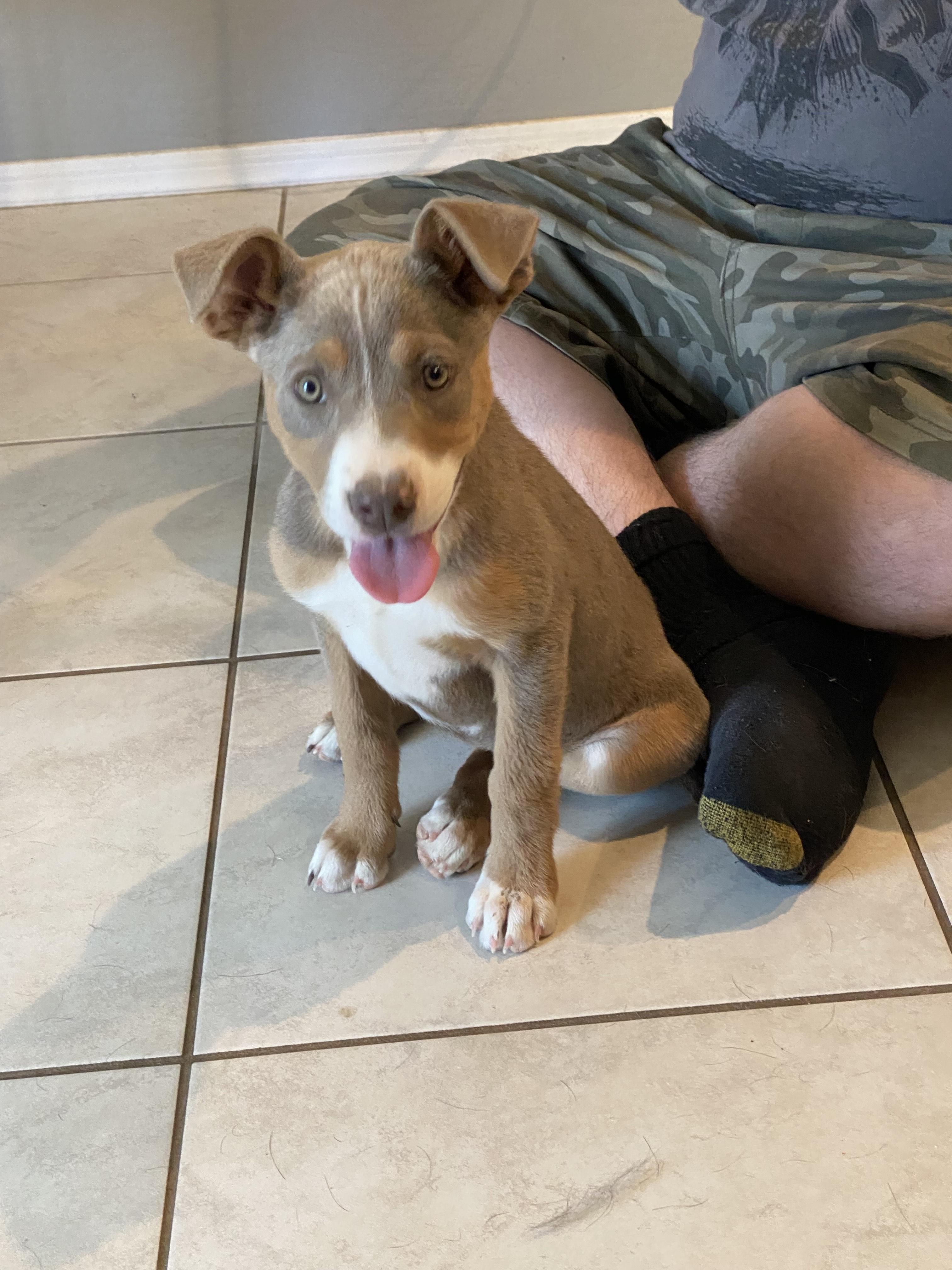 Avellana, Baby Female Pit Bull Terrier