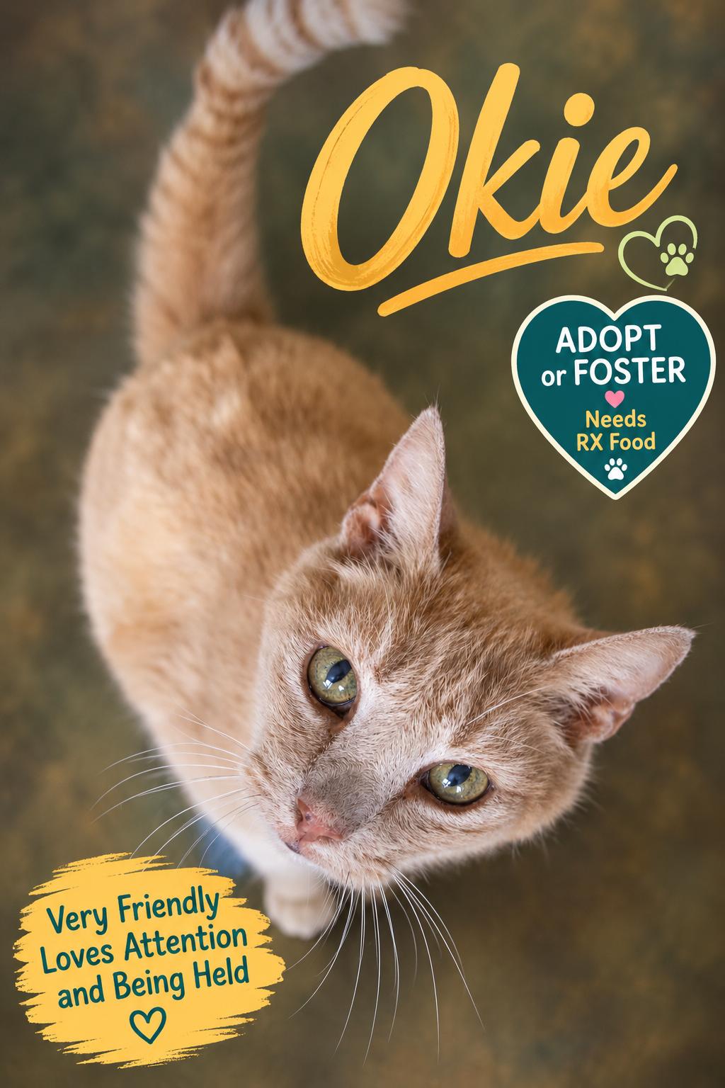 Enlarge Okie: Foster Request Rx (FCID 05/27/26-38 Trainer), a Adoptable Tabby in Greenville, DE image 2/3