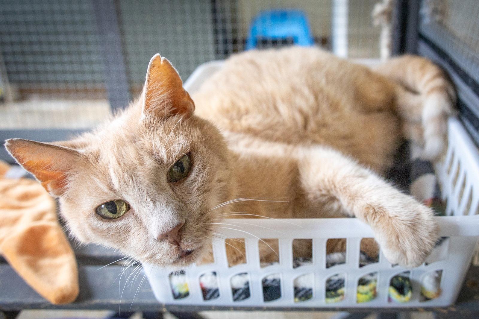 Enlarge Okie: Foster Request Rx (FCID 05/27/26-38 Trainer), a Adoptable Tabby in Greenville, DE image 3/3