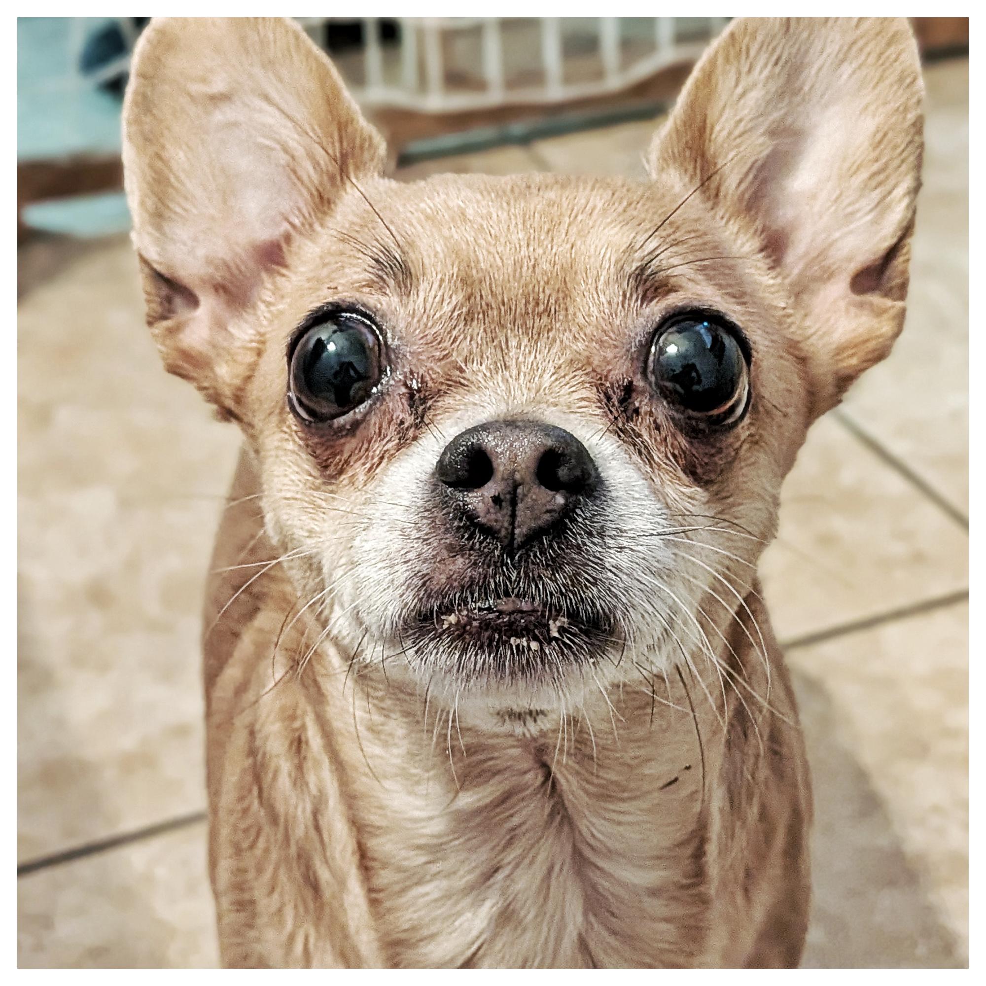 Enlarge Luna & Precious, a ADOPTABLE mixed breed in Eustis, FL image 3/3