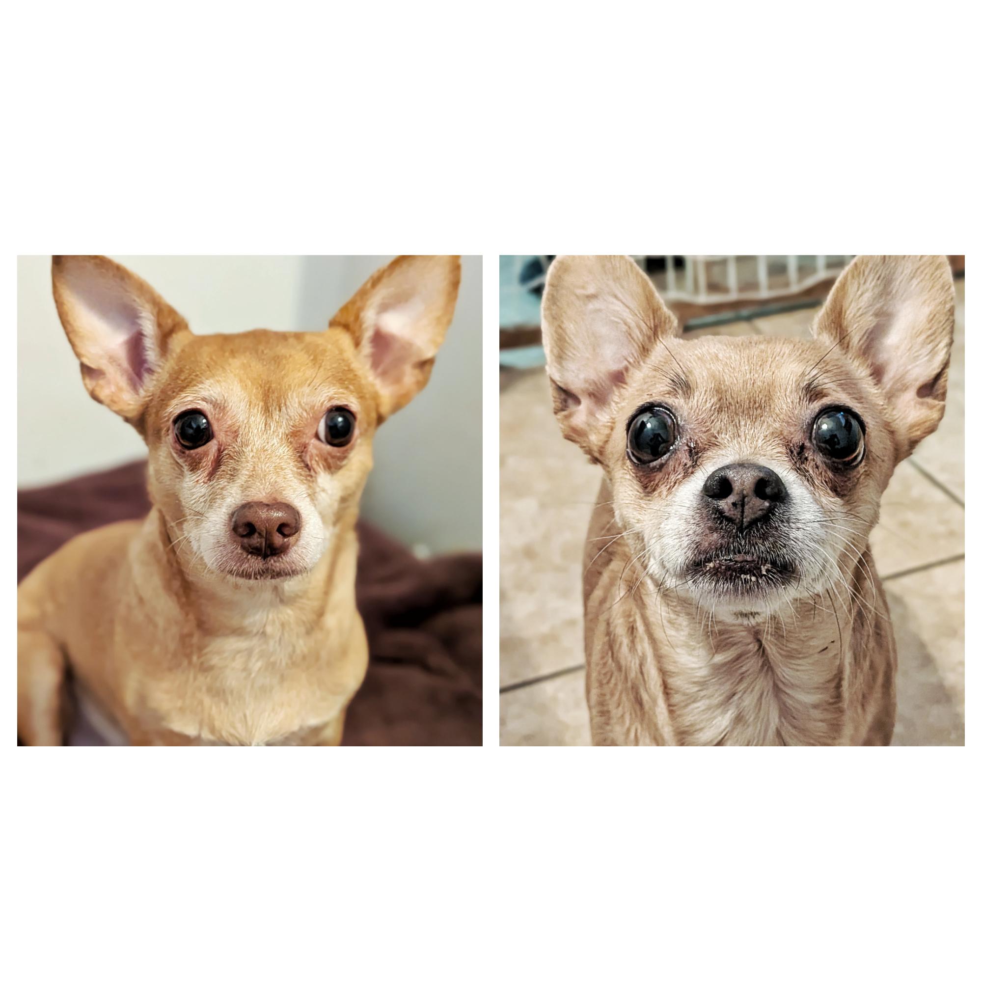 Luna & Precious, ADOPTABLE, Adult Female Chihuahua.
