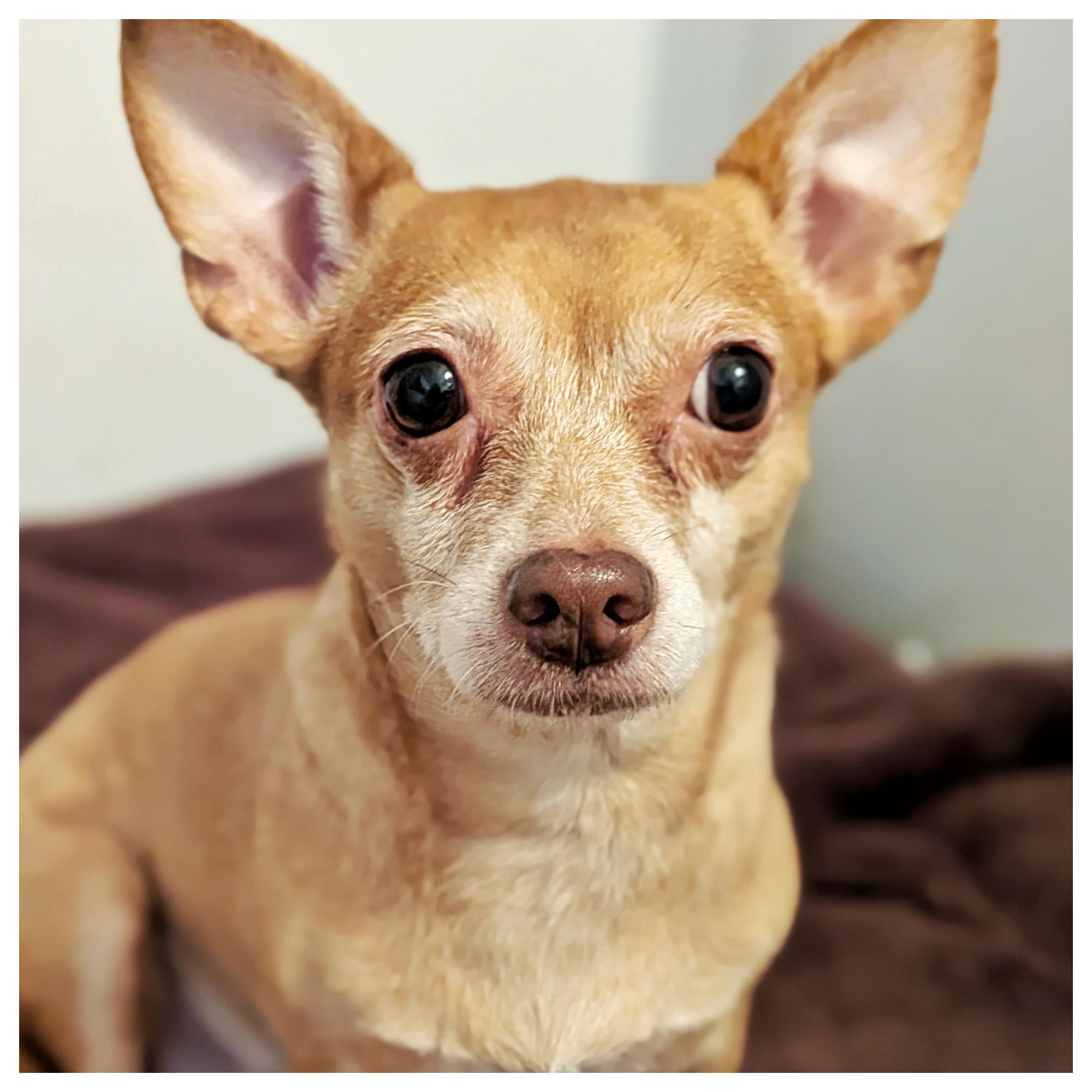 Enlarge Luna & Precious, a ADOPTABLE mixed breed in Eustis, FL image 2/3