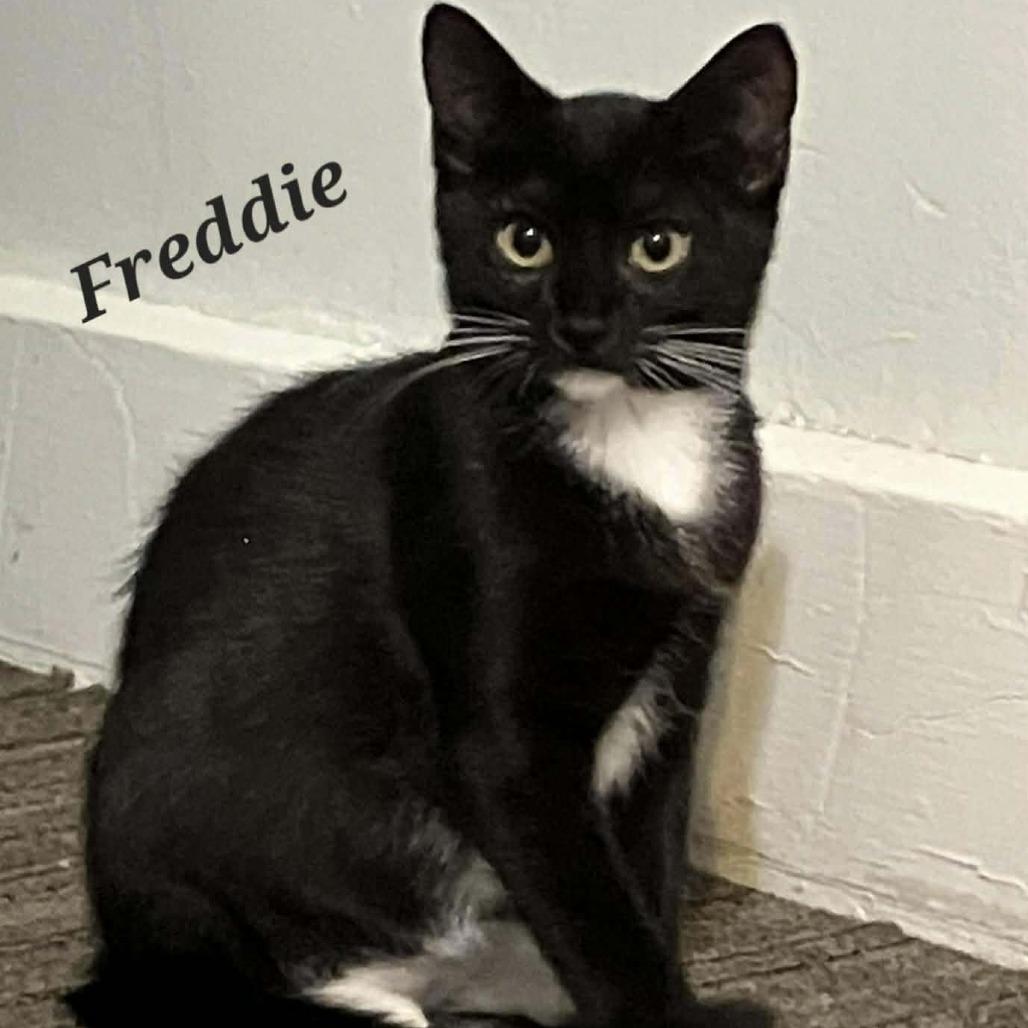 Freddie, Adoptable, Young Female Domestic Short Hair.