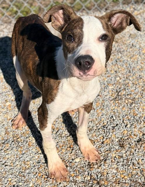 Enlarge GRAYSON, a Adoptable mixed breed in Augusta, GA image 1/1