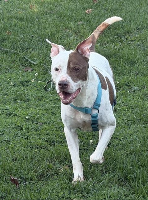 Noodle, Adoptable, Adult Male Pit Bull Terrier.