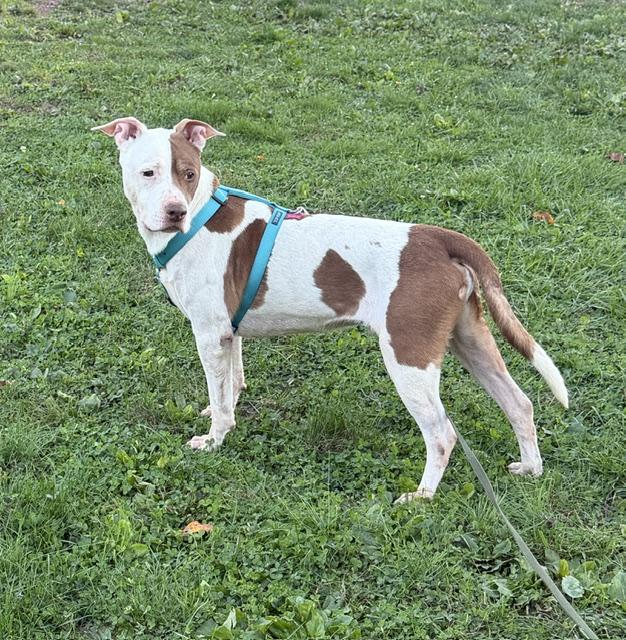 Enlarge Noodle, a Adoptable mixed breed in Lafayette Hill, PA image 2/4