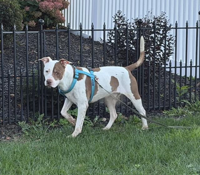 Enlarge Noodle, a Adoptable mixed breed in Lafayette Hill, PA image 4/4