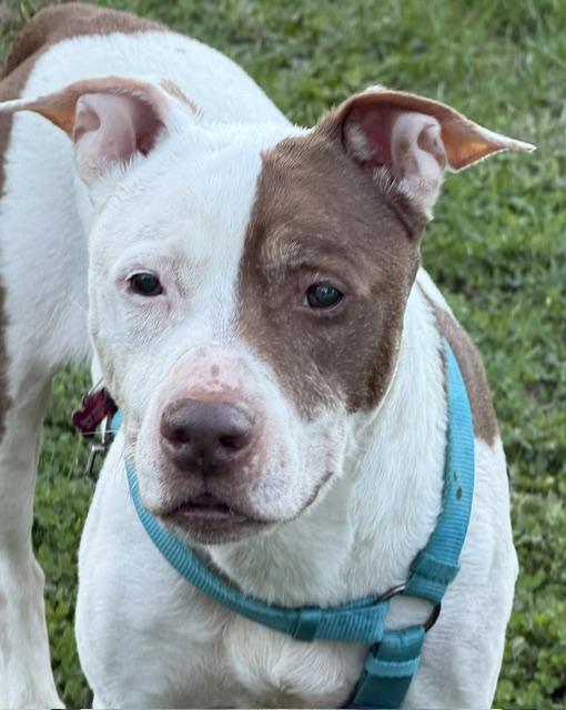 Enlarge Noodle, a Adoptable mixed breed in Lafayette Hill, PA image 3/4