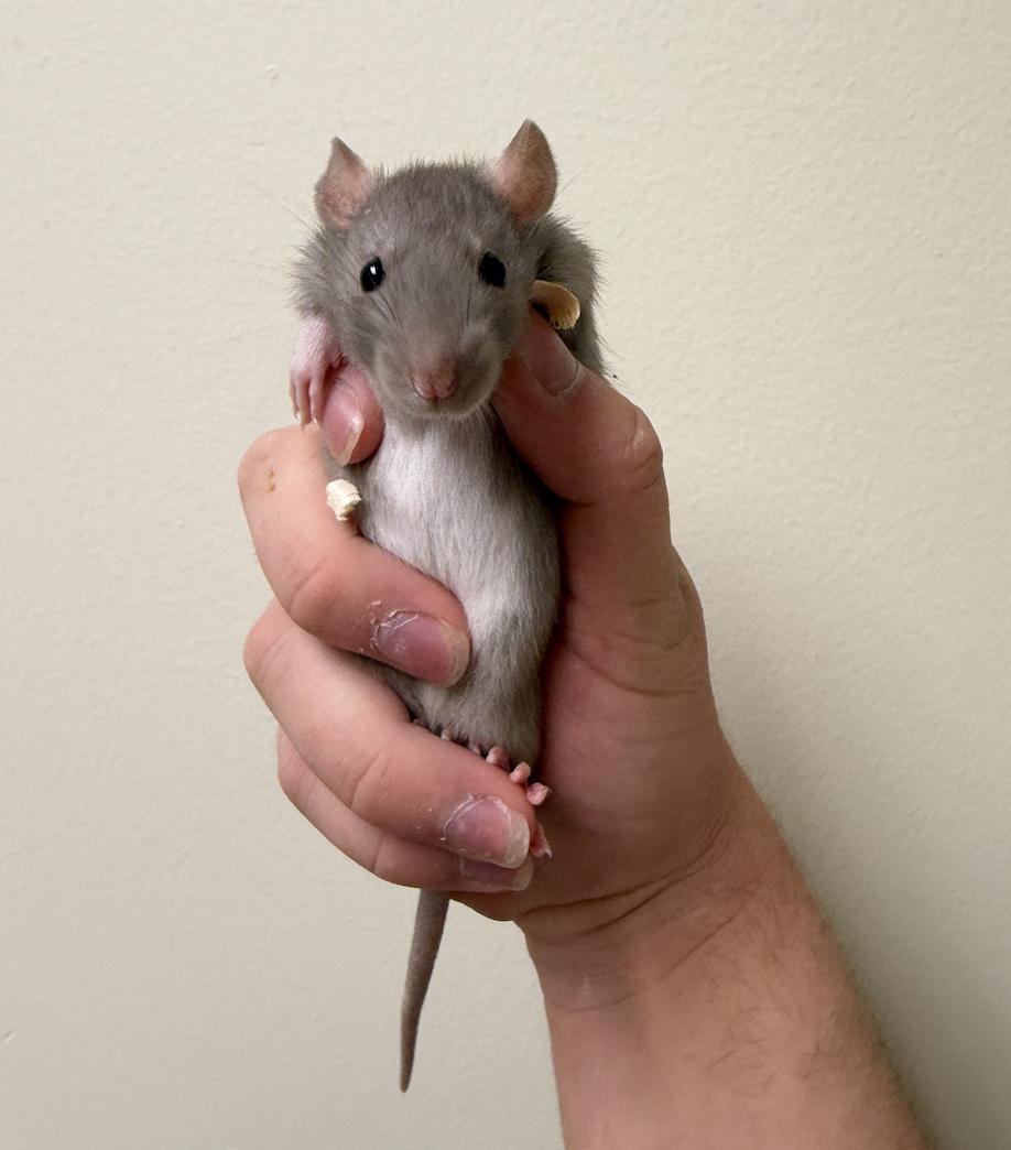 Enlarge Arwyn, Luthien, & Galadriel BONDED, an adopted Rat in Minneapolis, MN image 4/5