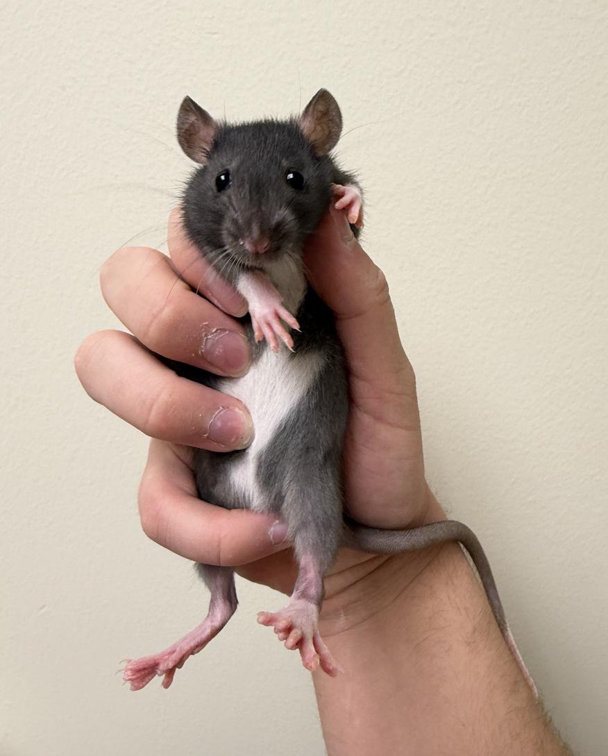 Enlarge Arwyn, Luthien, & Galadriel BONDED, an adopted Rat in Minneapolis, MN image 1/5